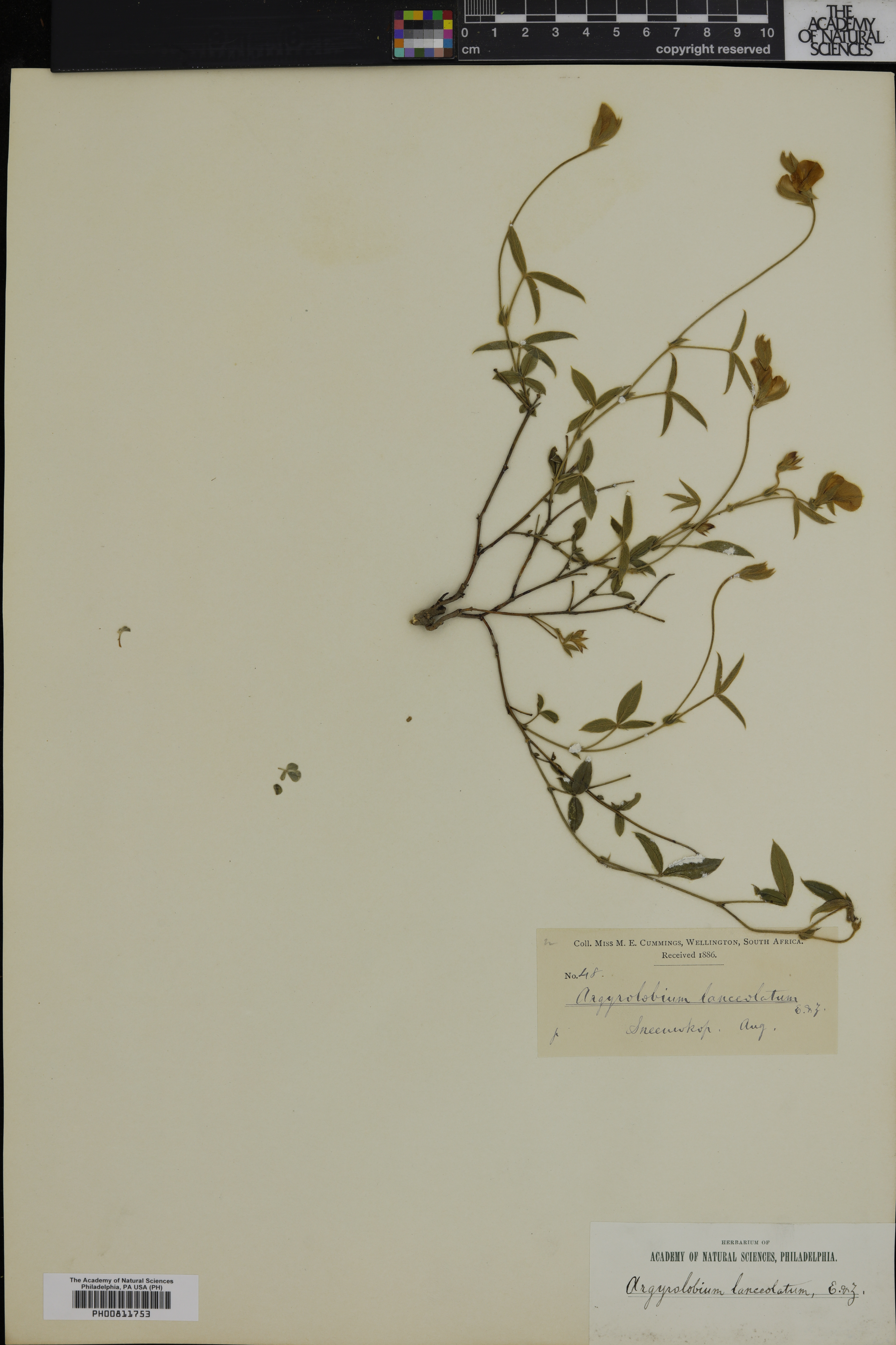 Argyrolobium lunare subsp. sericeum image