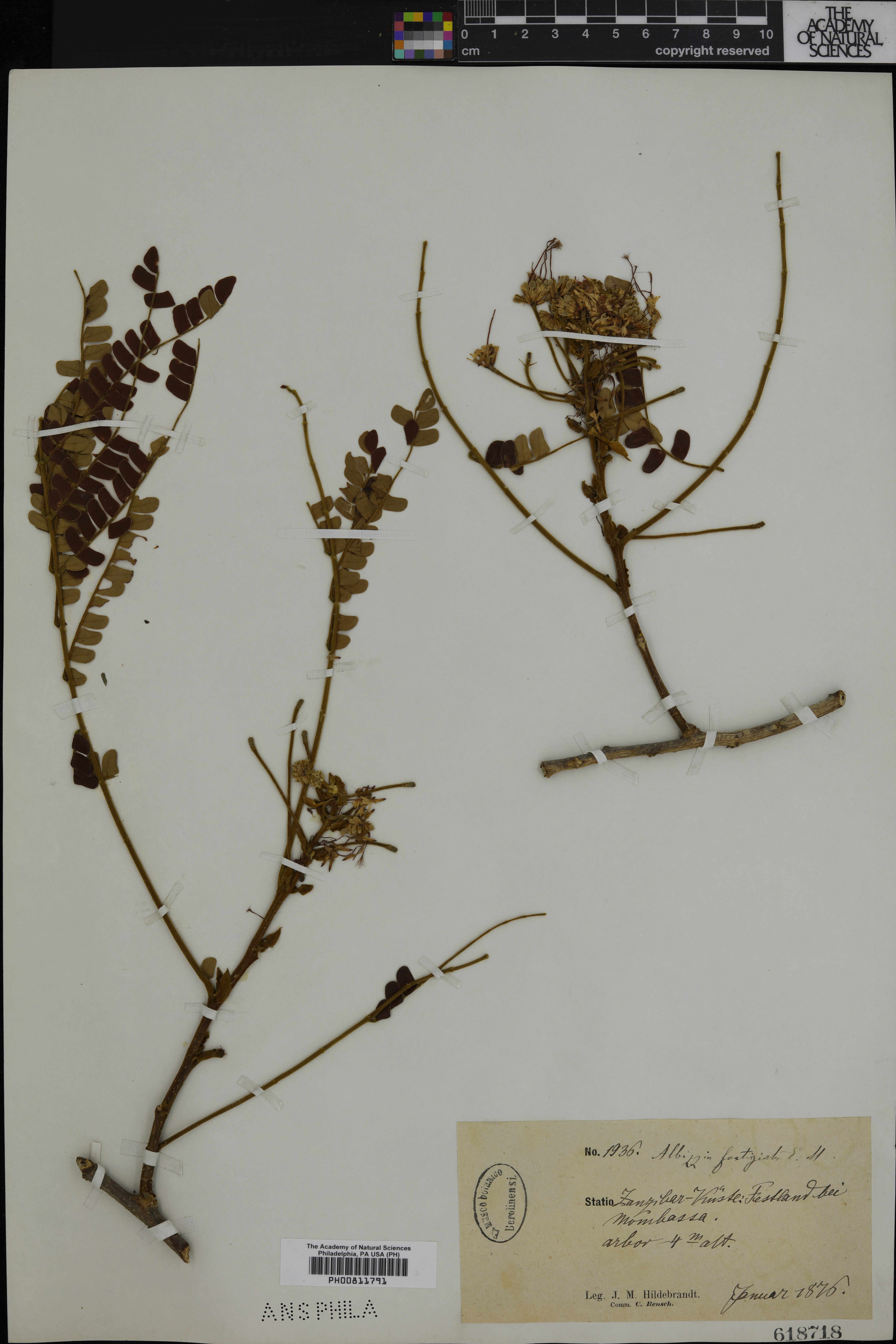 Albizia adianthifolia var. adianthifolia image