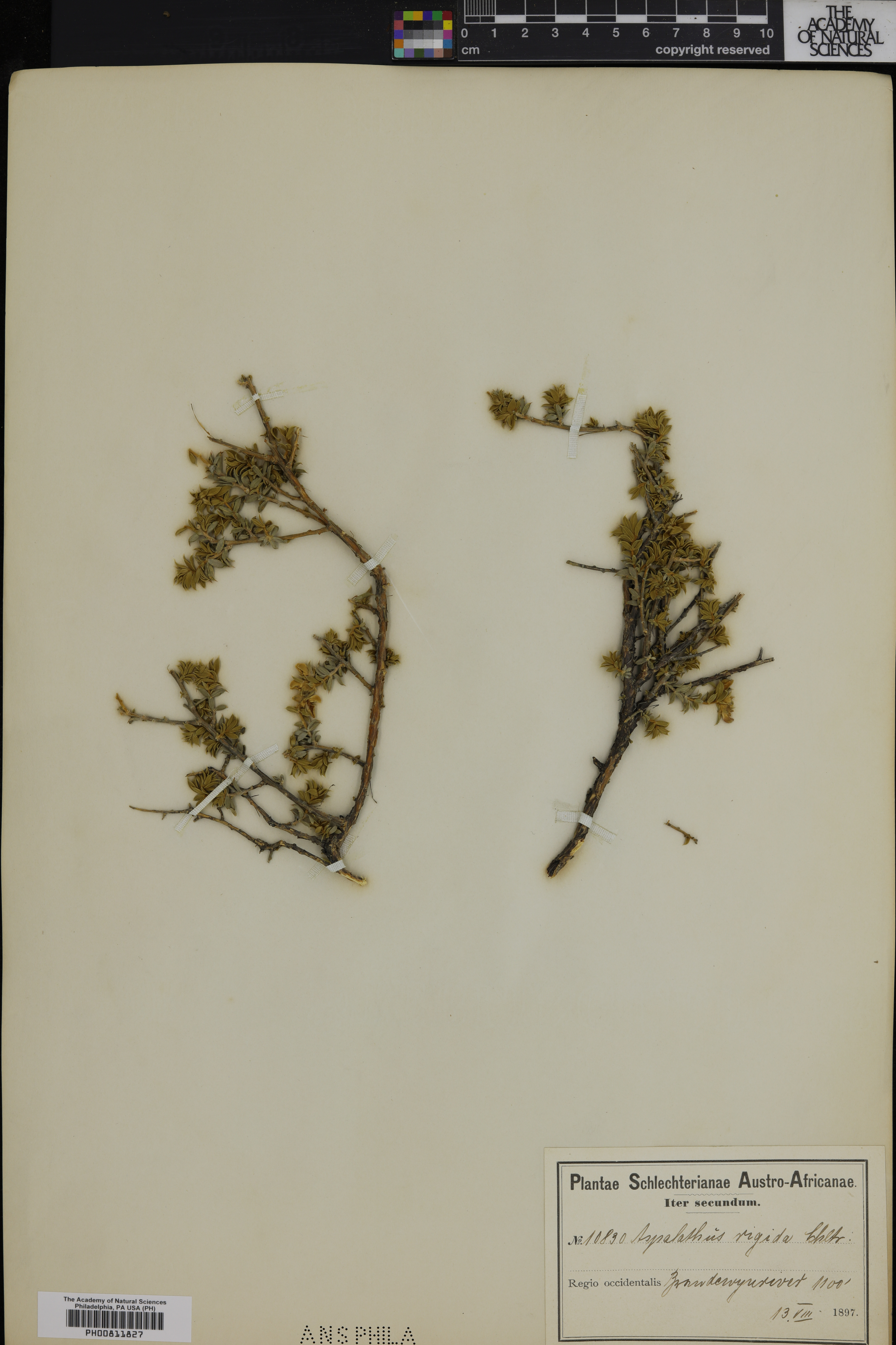 Aspalathus polycephala subsp. rigida image