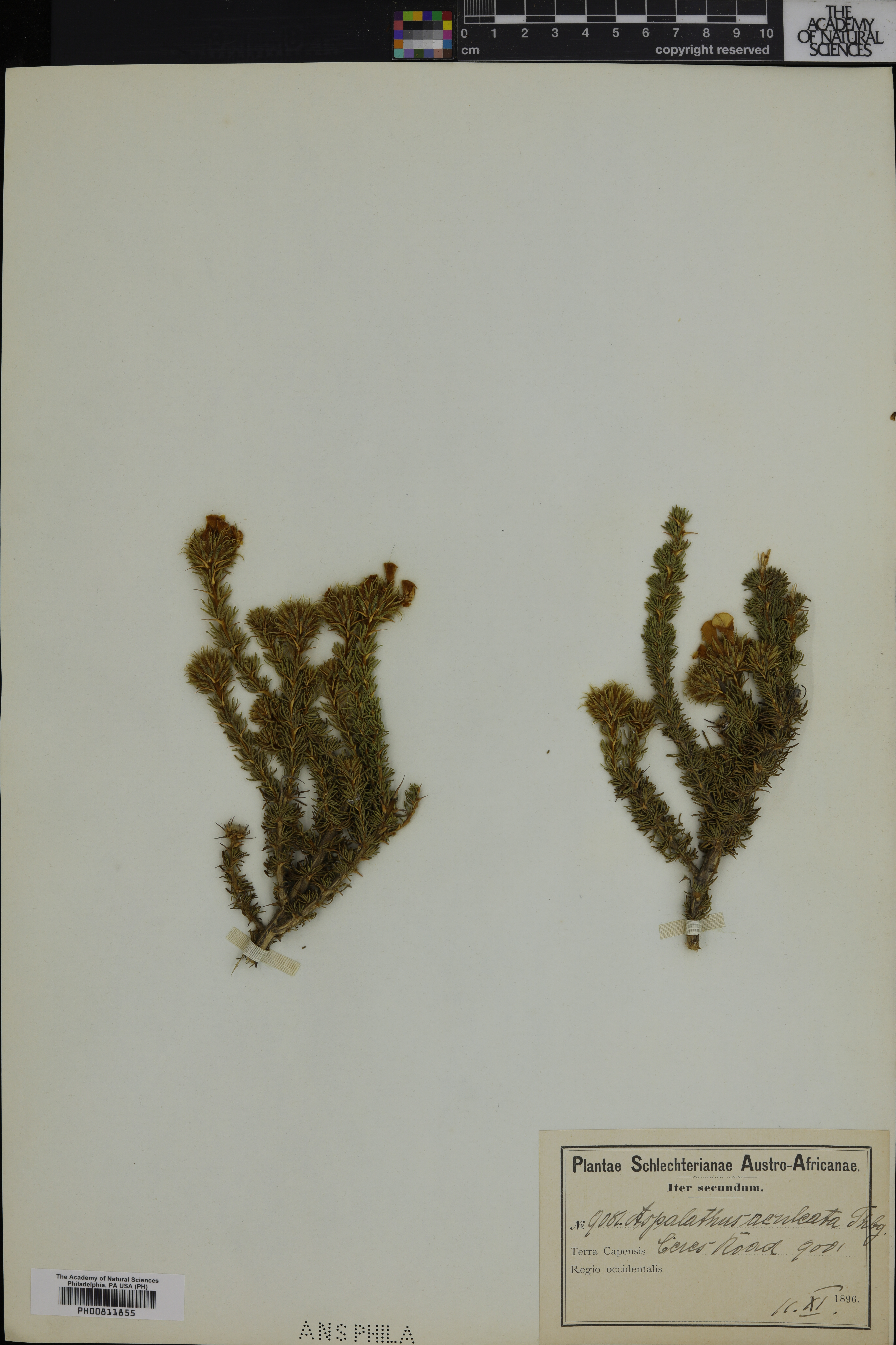 Aspalathus aculeata image