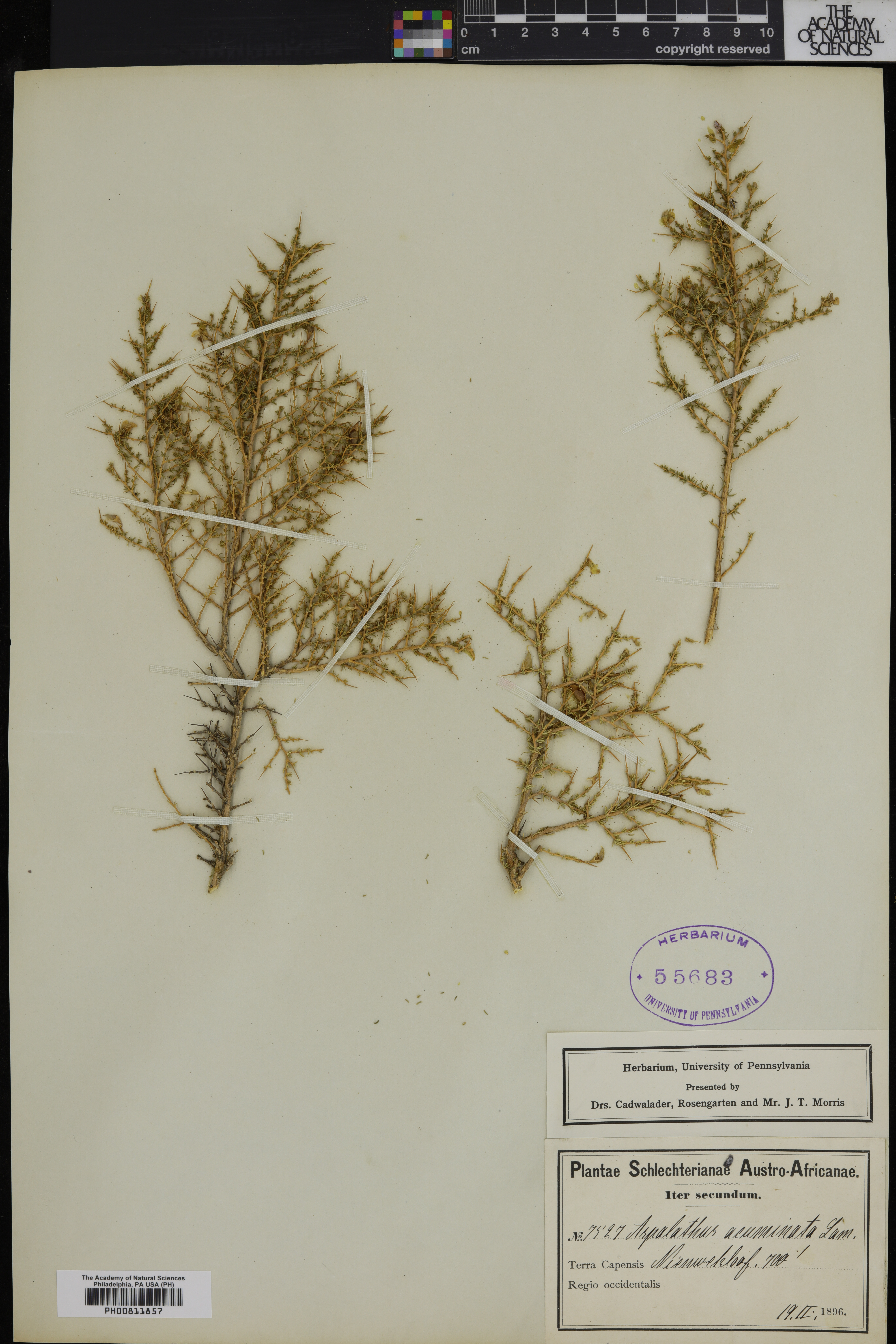 Aspalathus acuminata image