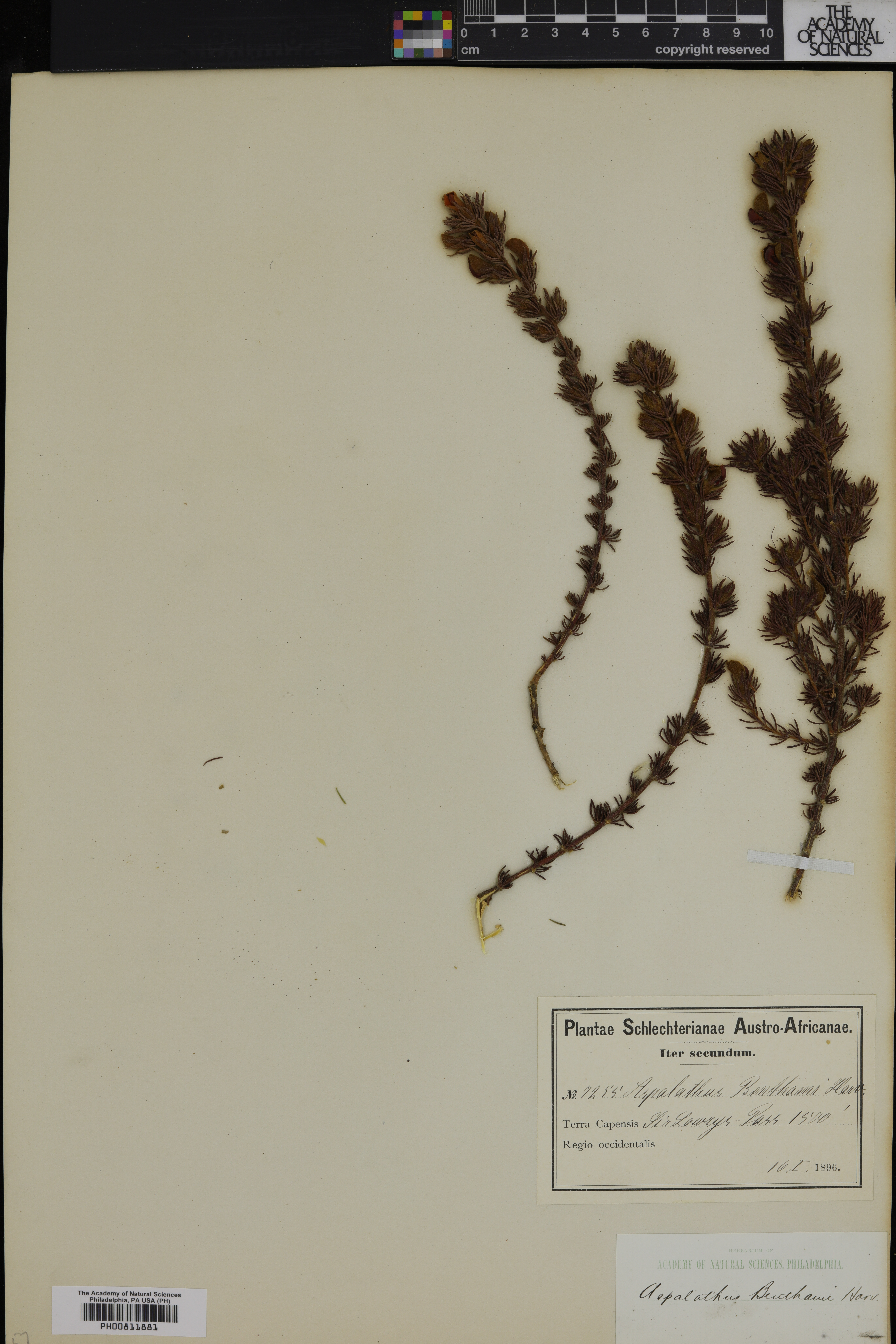 Aspalathus spicata image