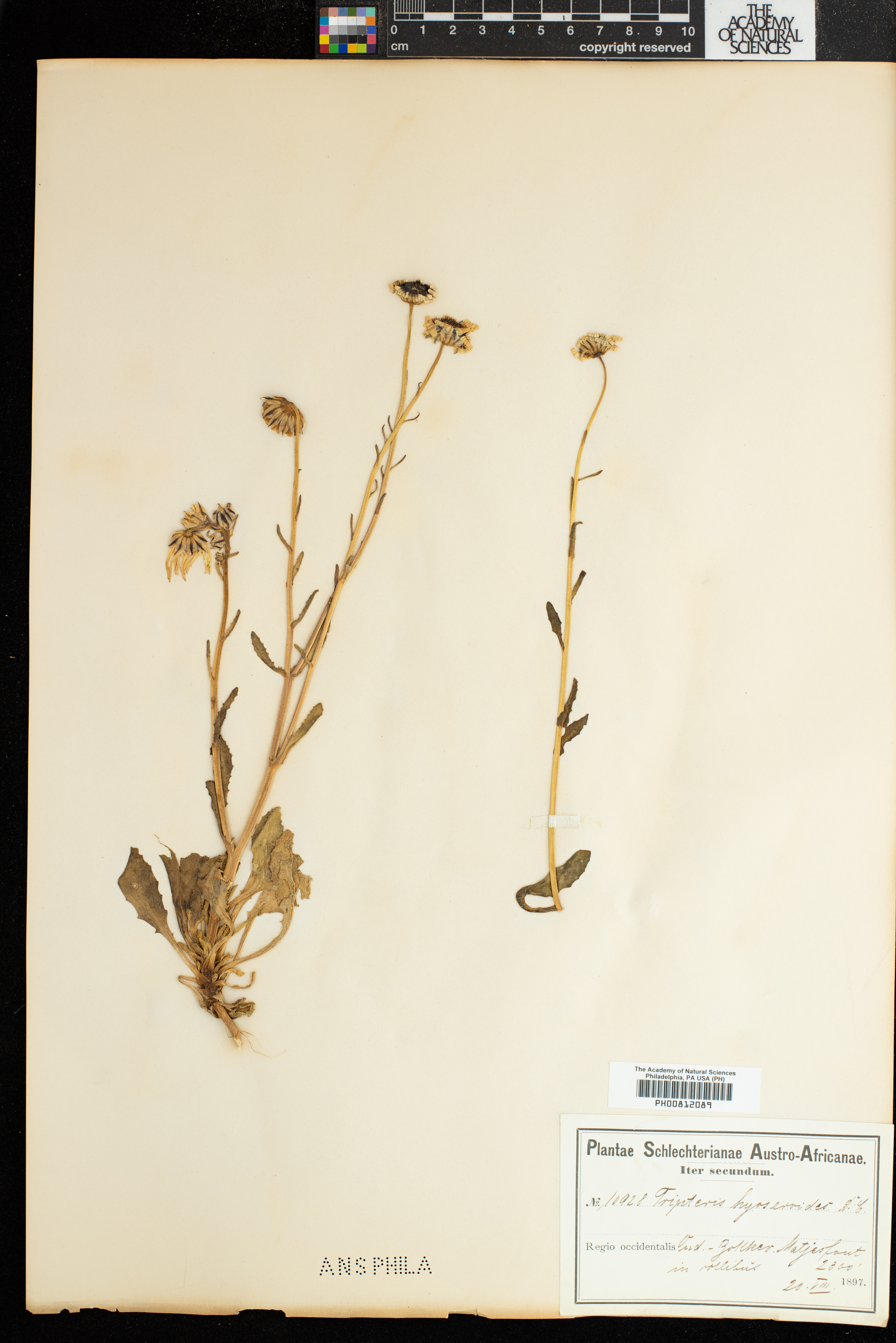 Osteospermum hyoseroides image