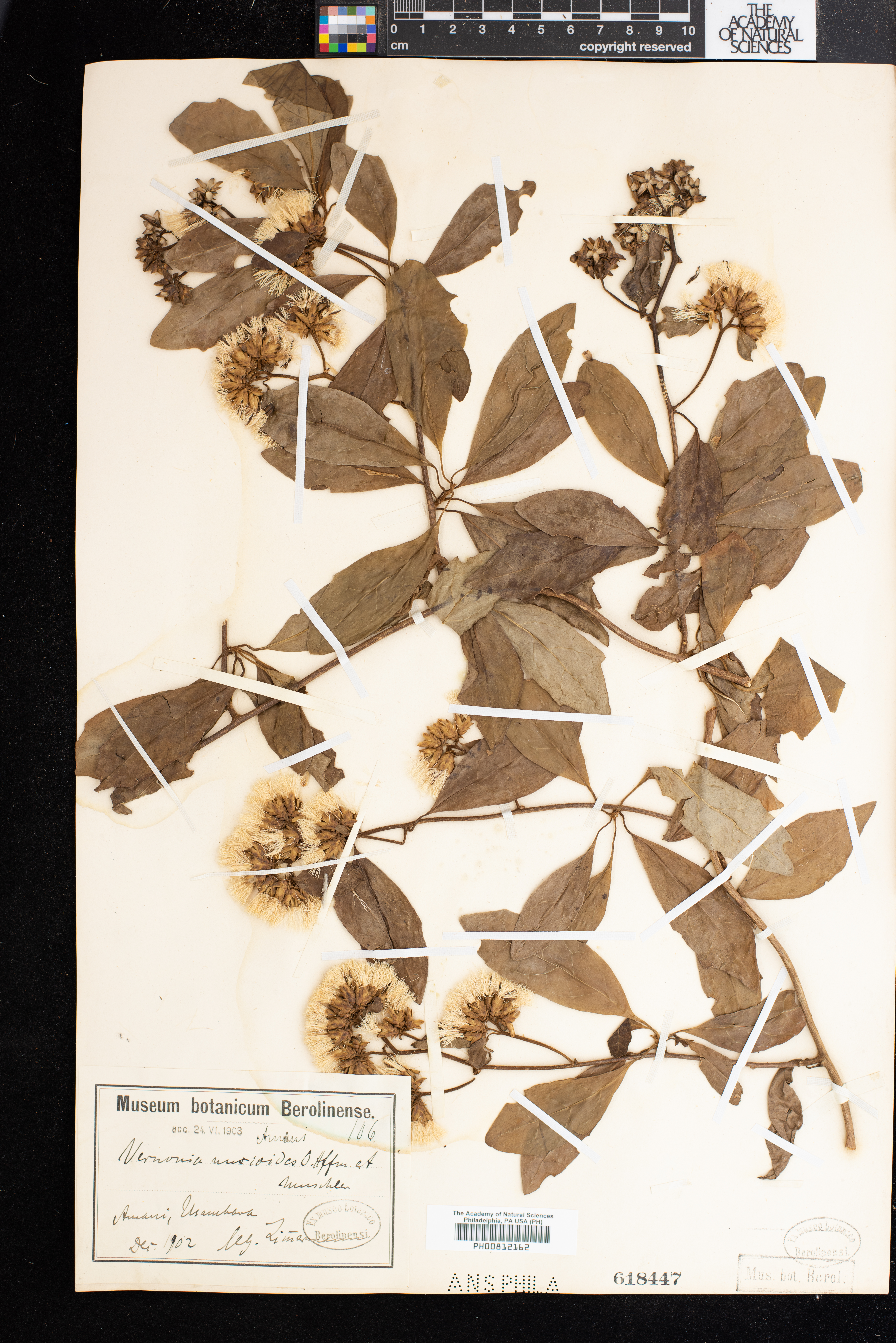Vernonia nuxioides image