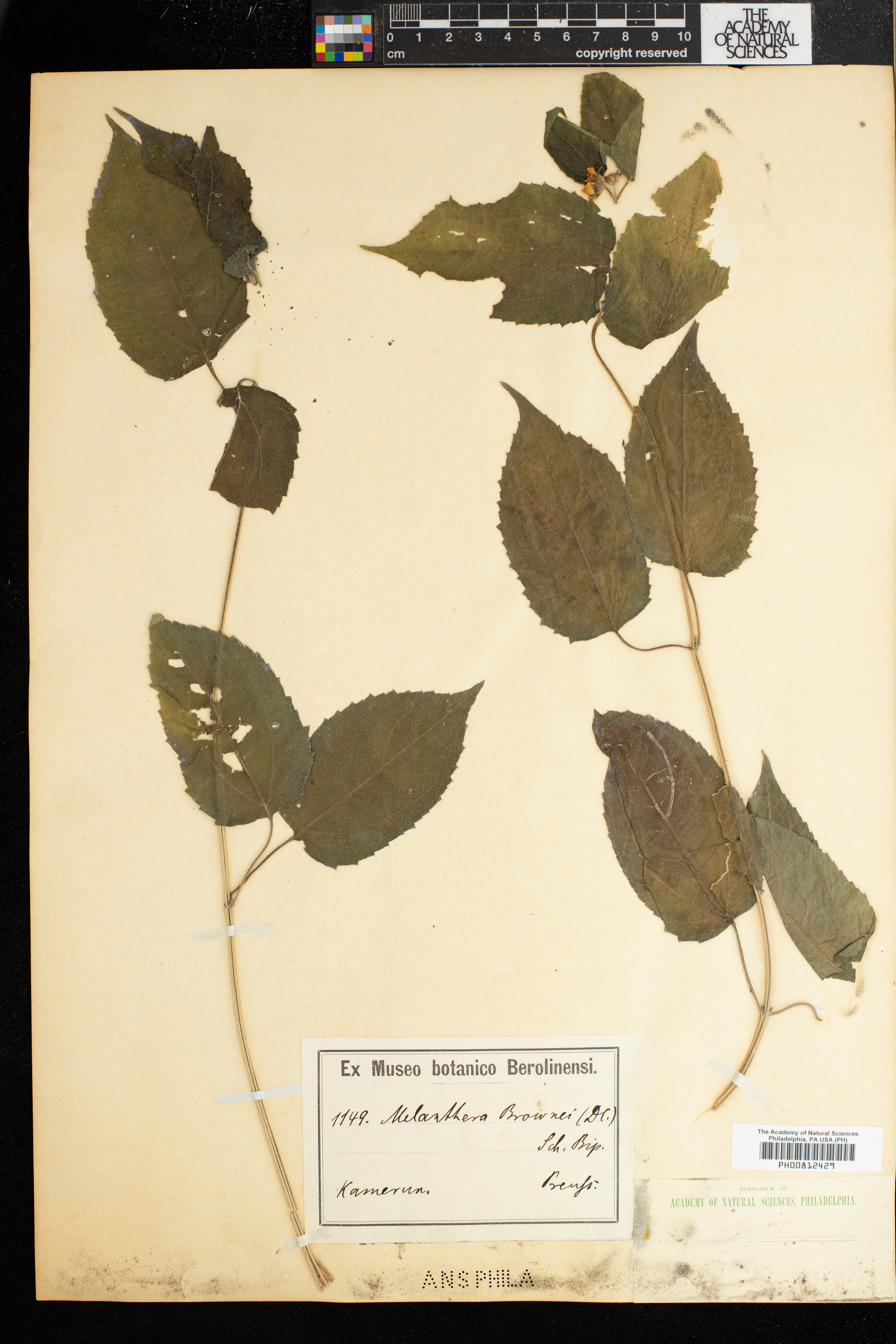 Lipotriche scandens subsp. scandens image