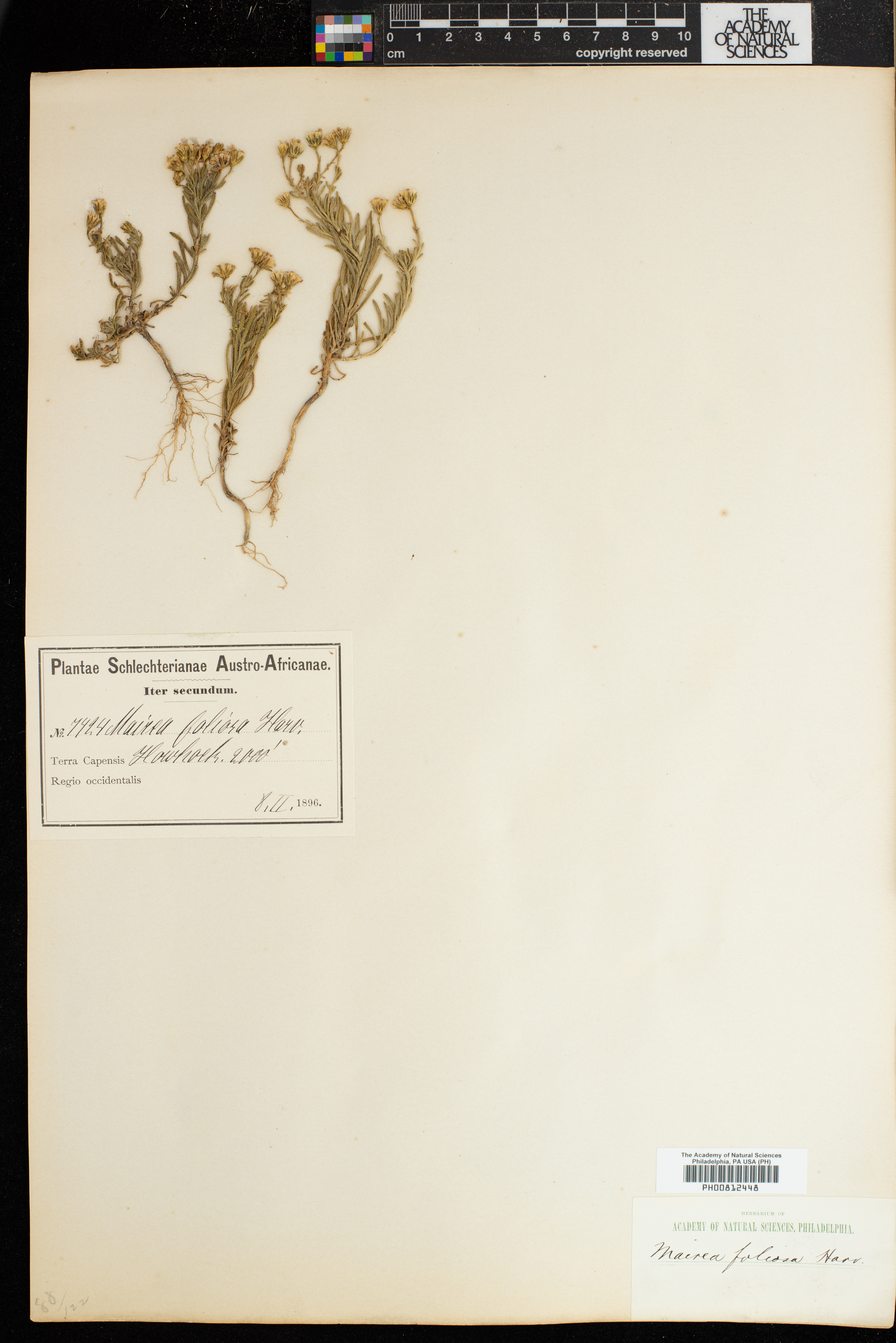 Zyrphelis foliosa image