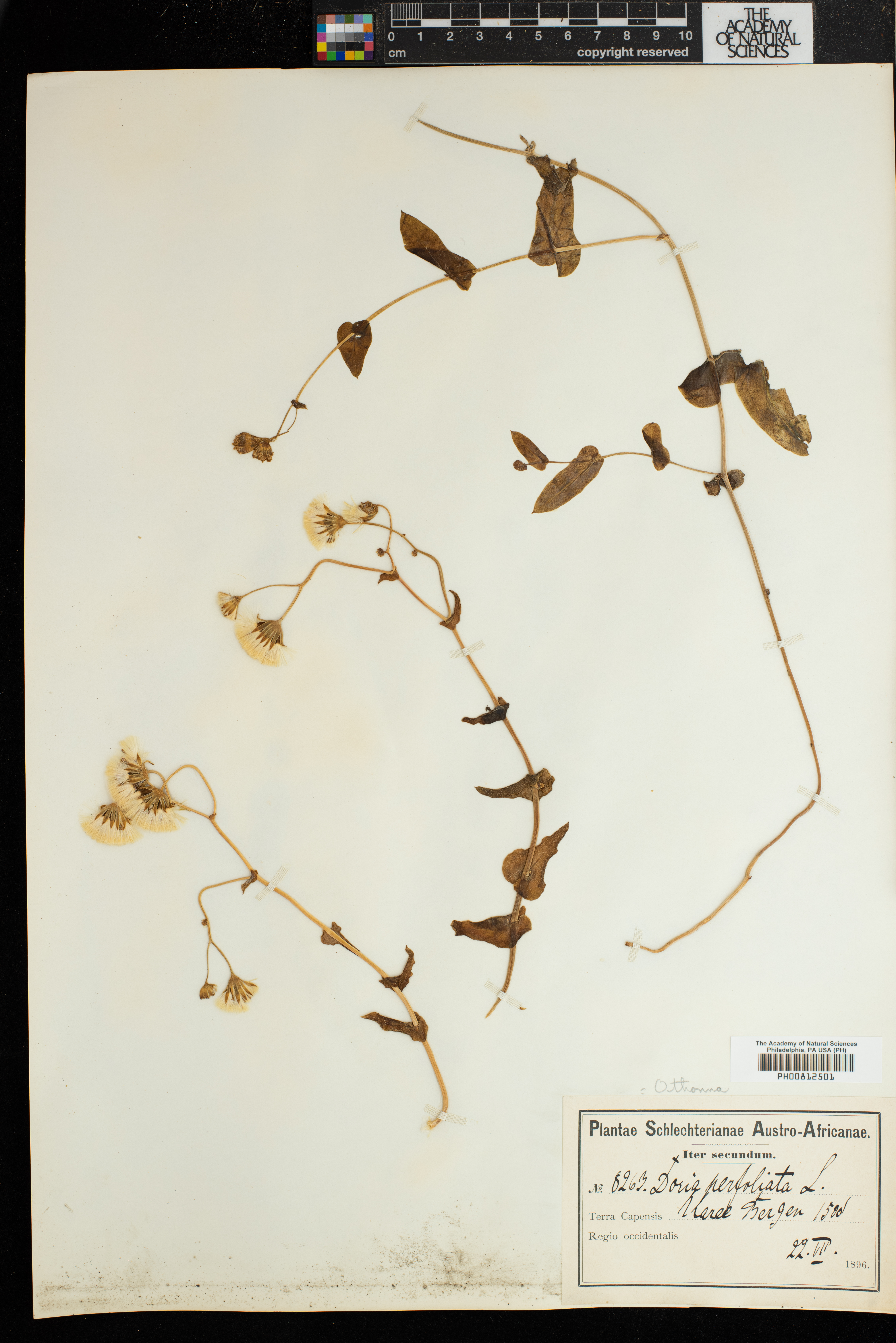 Othonna perfoliata image