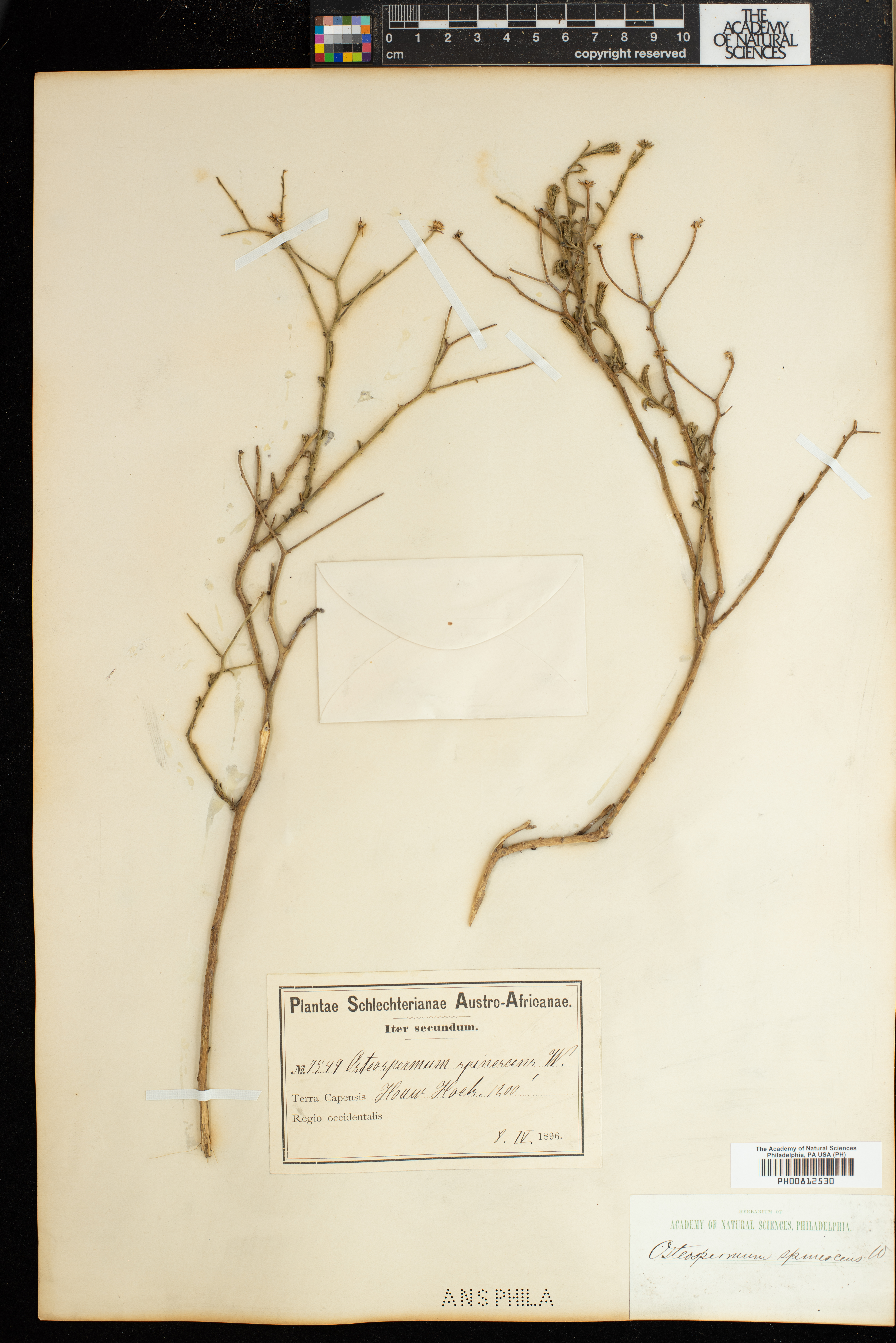 Osteospermum spinescens image