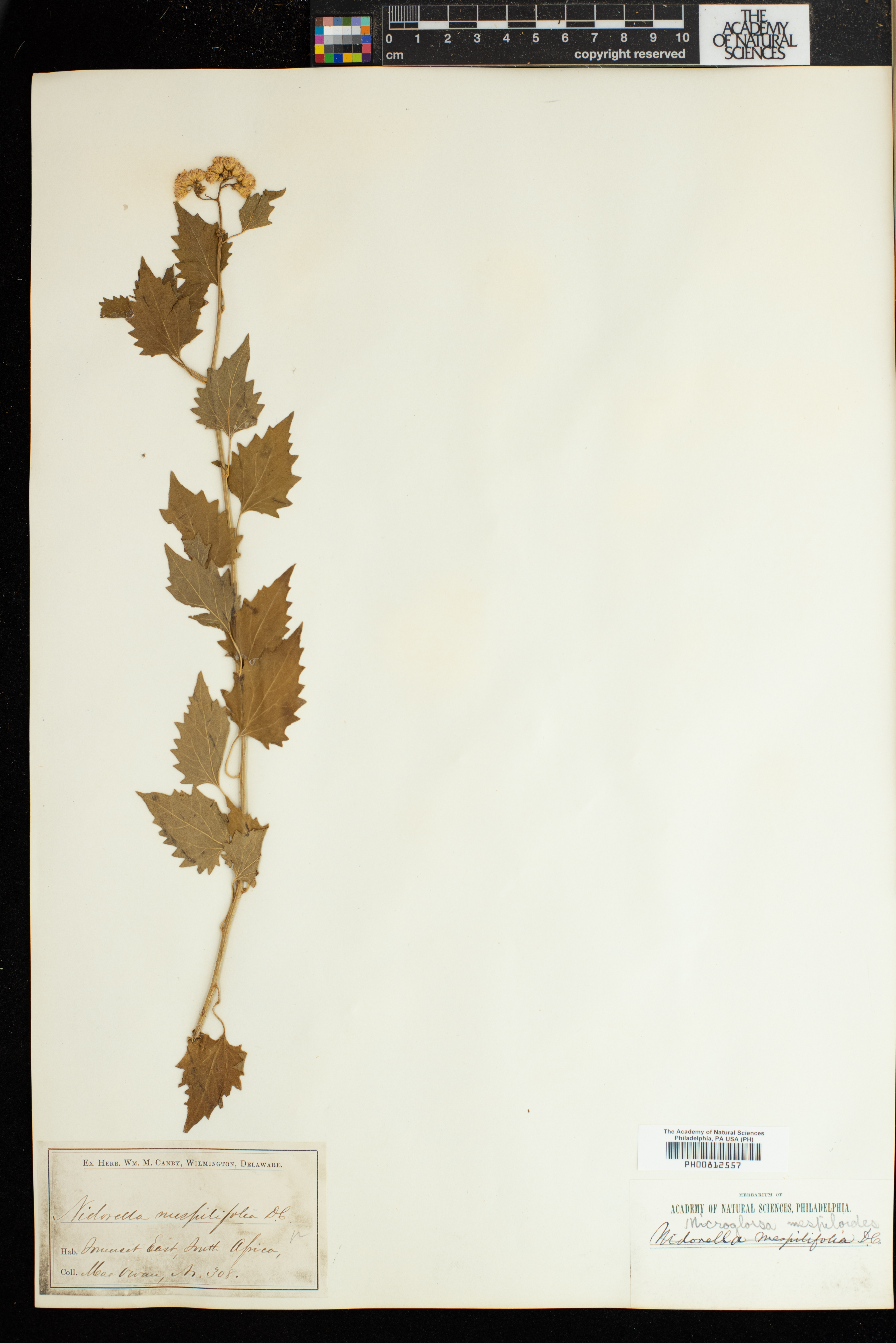 Microglossa mespilifolia image
