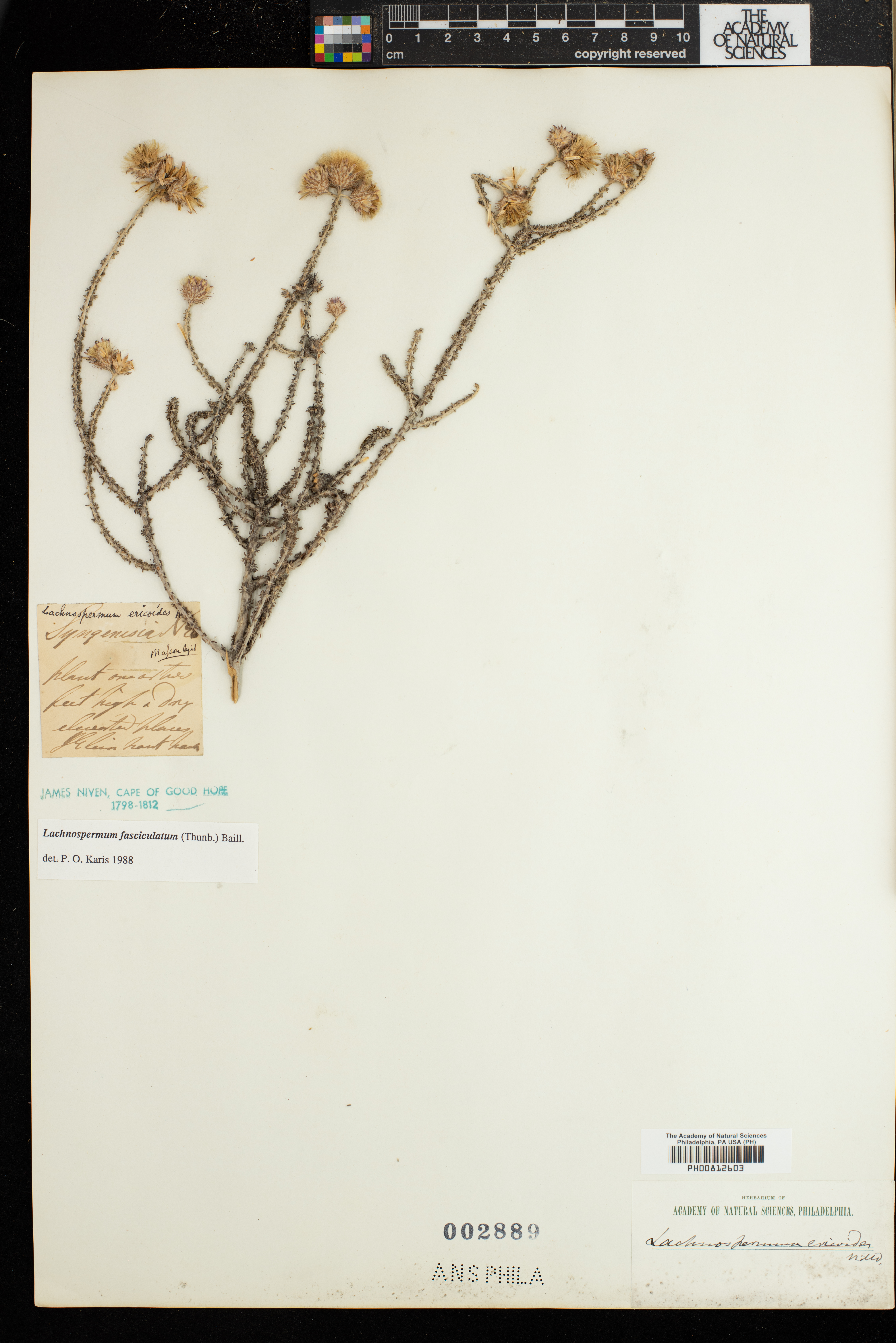 Lachnospermum fasciculatum image