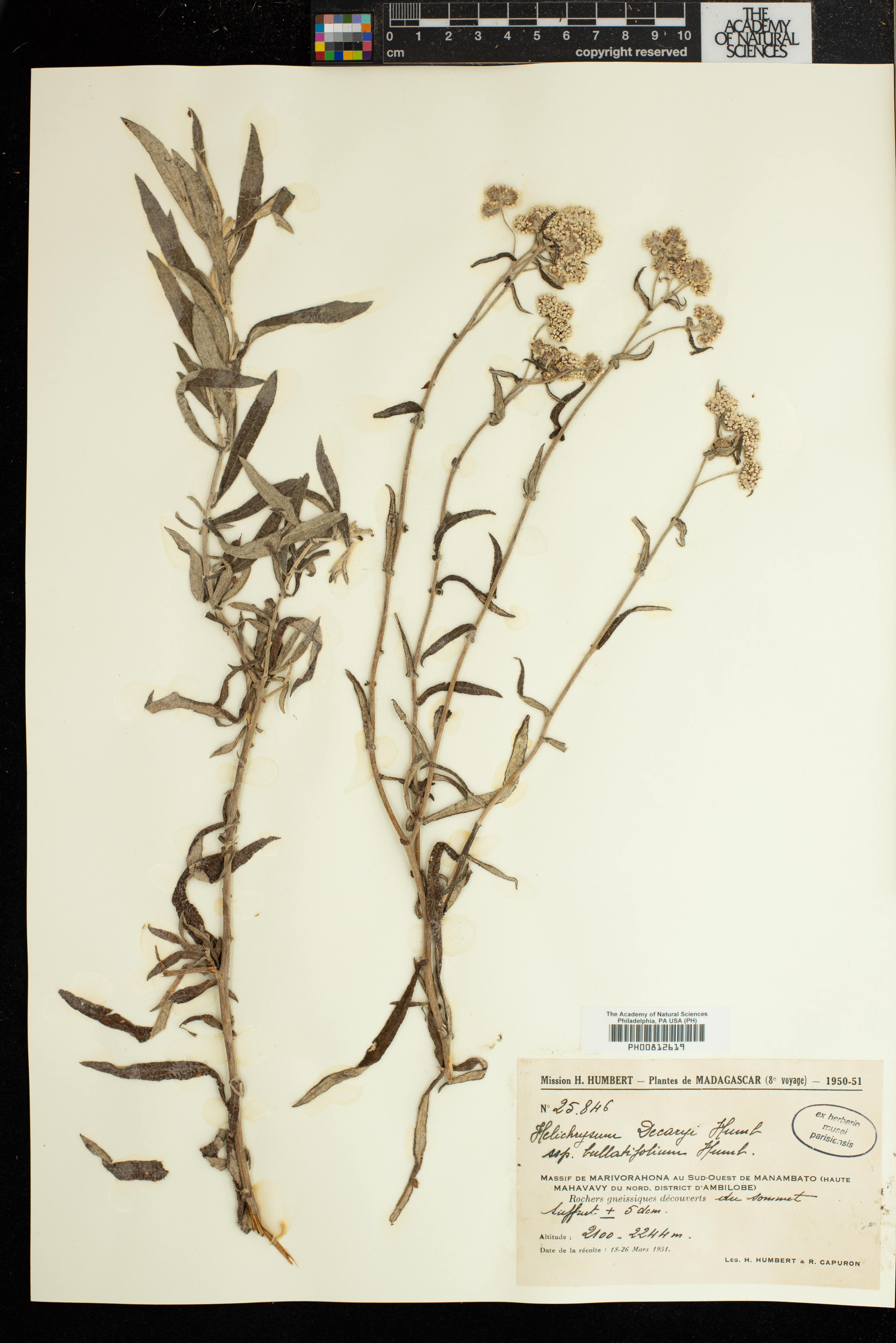 Helichrysum decaryi image