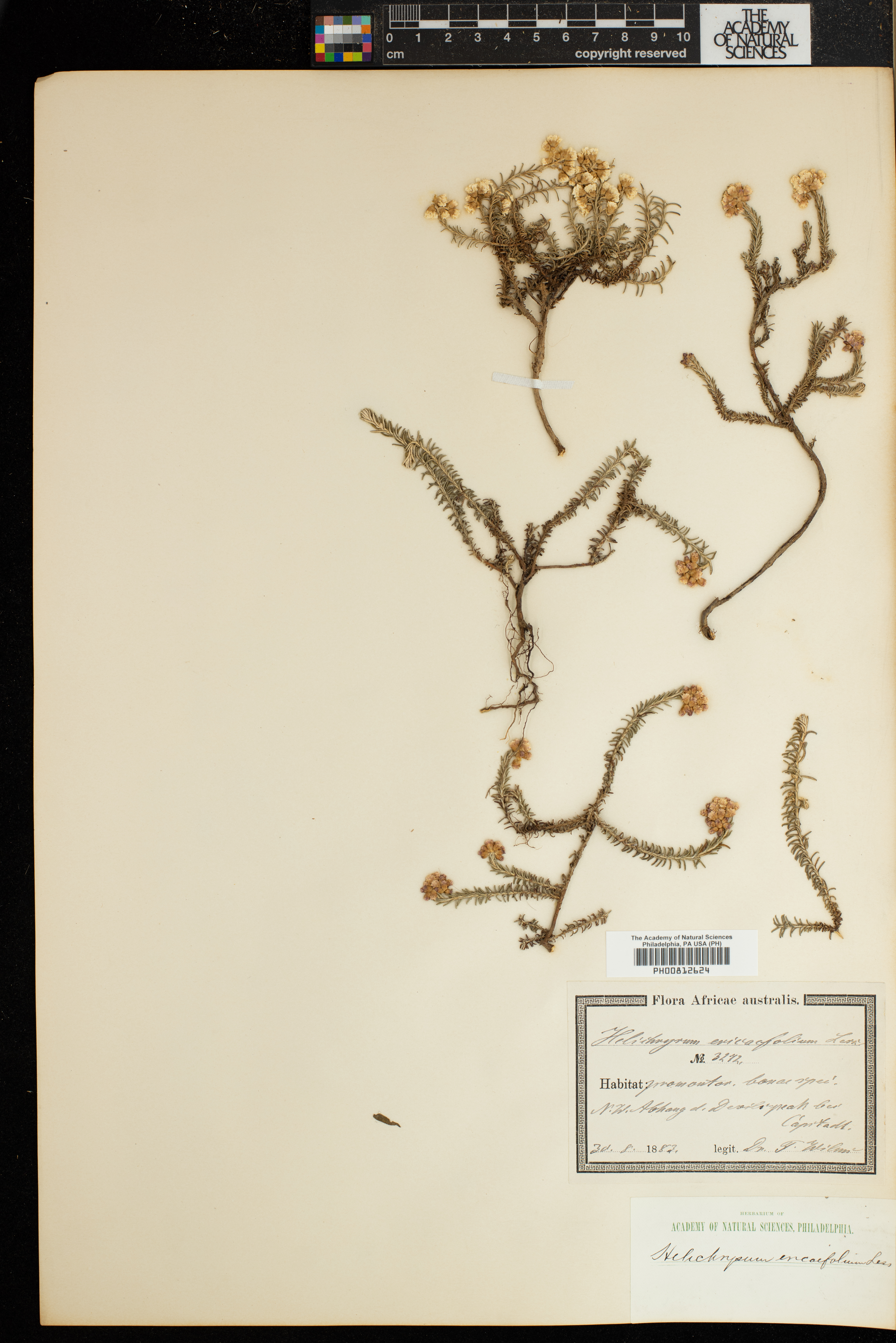 Helichrysum asperum image