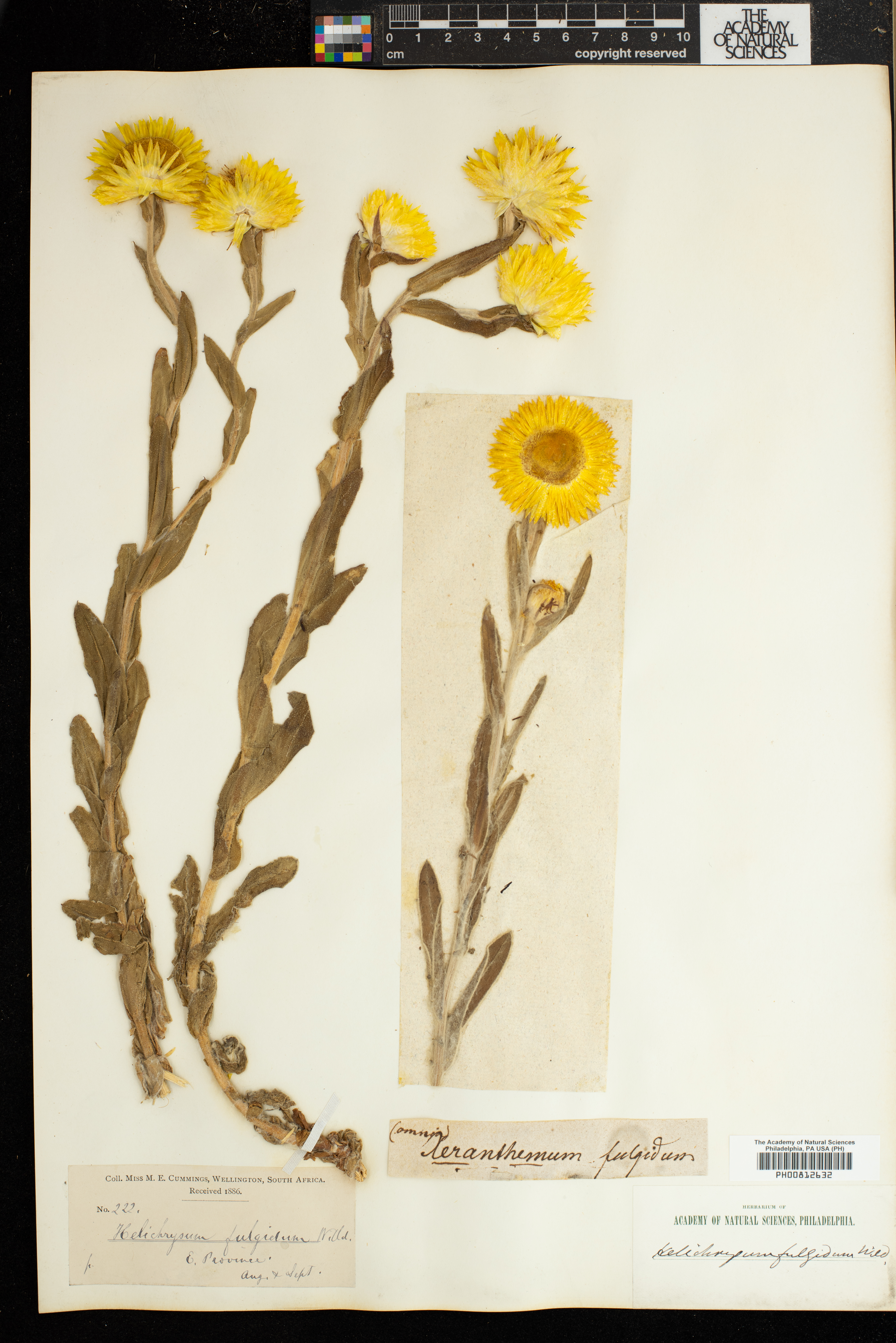 Helichrysum fulgidum image
