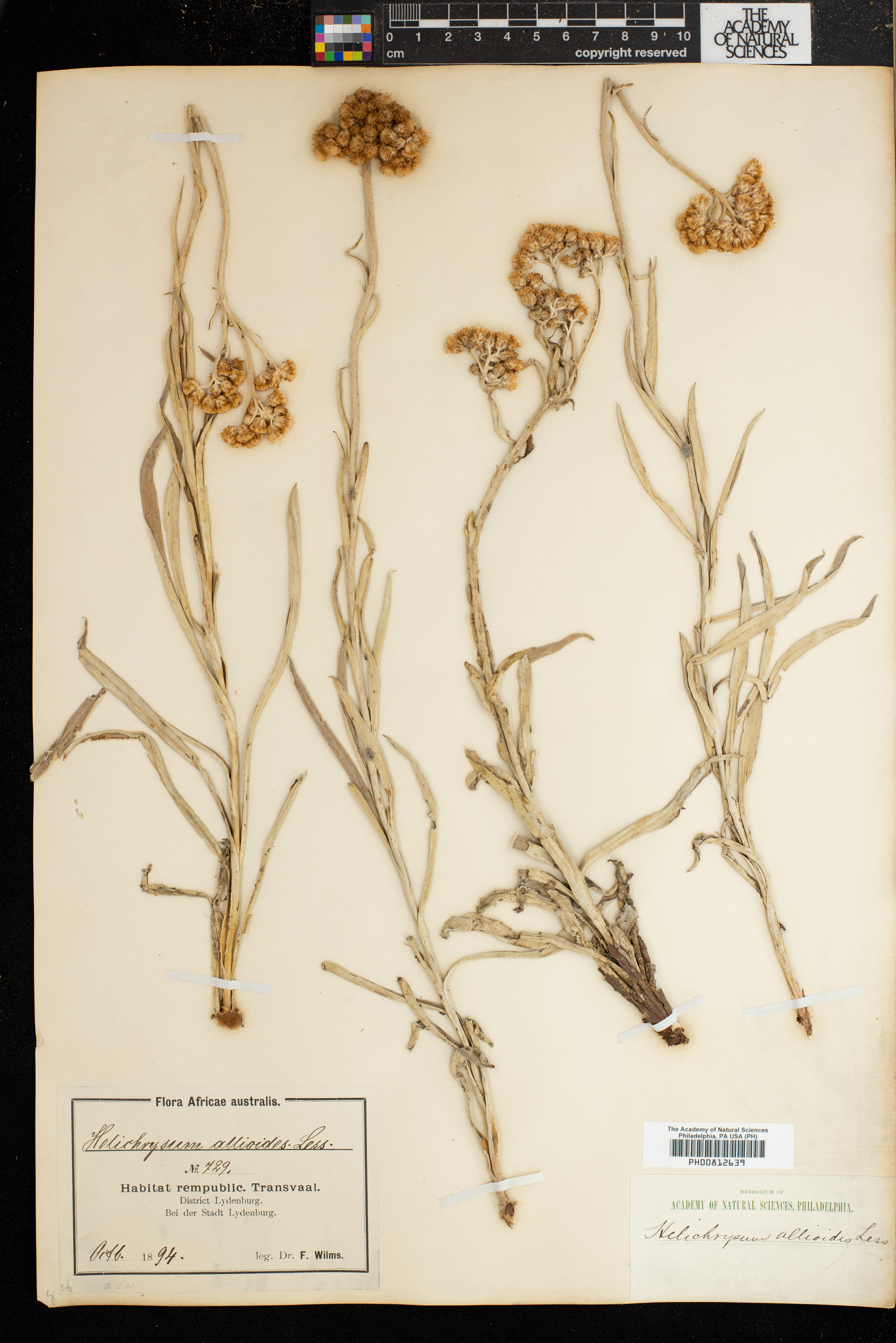 Helichrysum allioides image