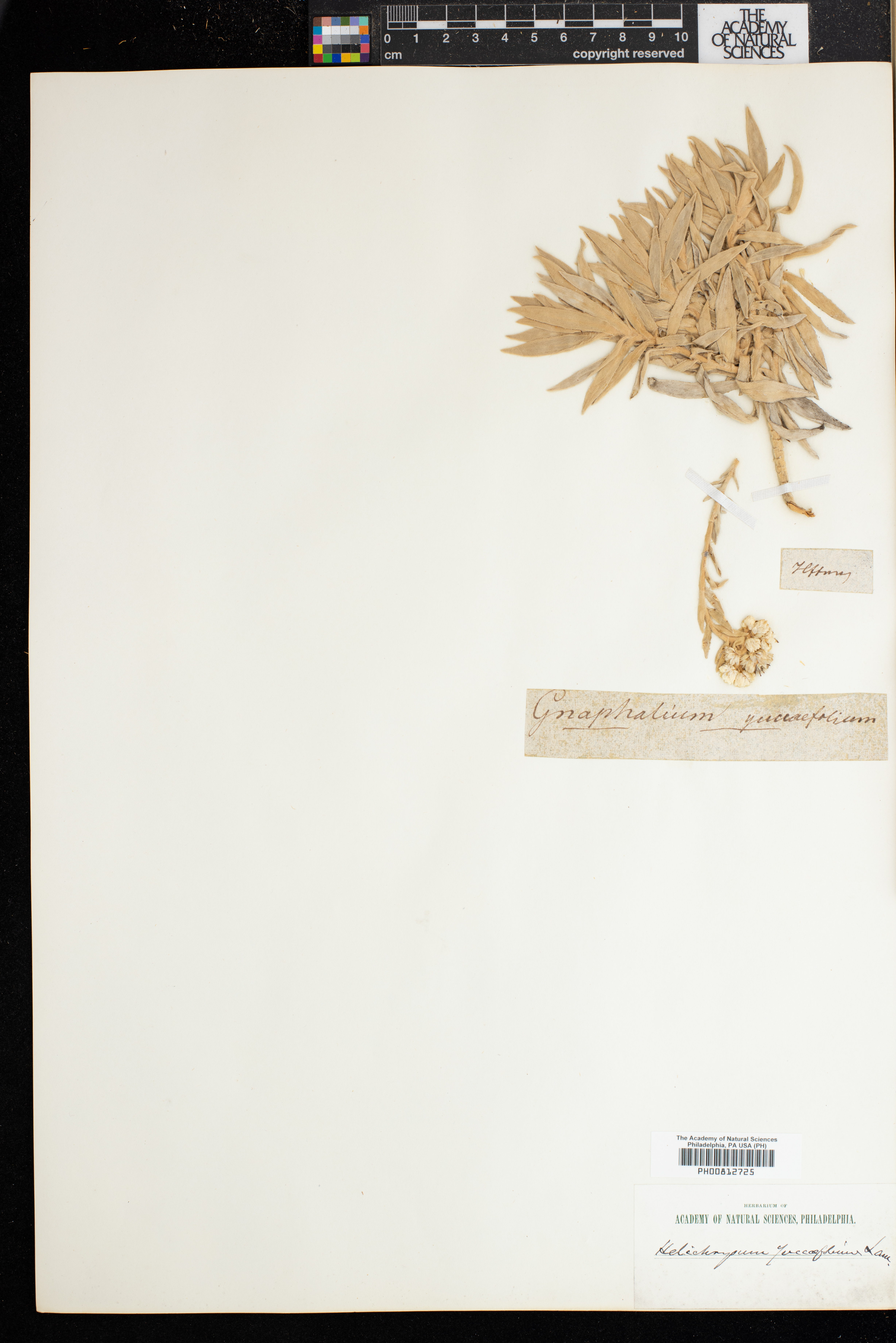 Helichrysum yuccifolium image