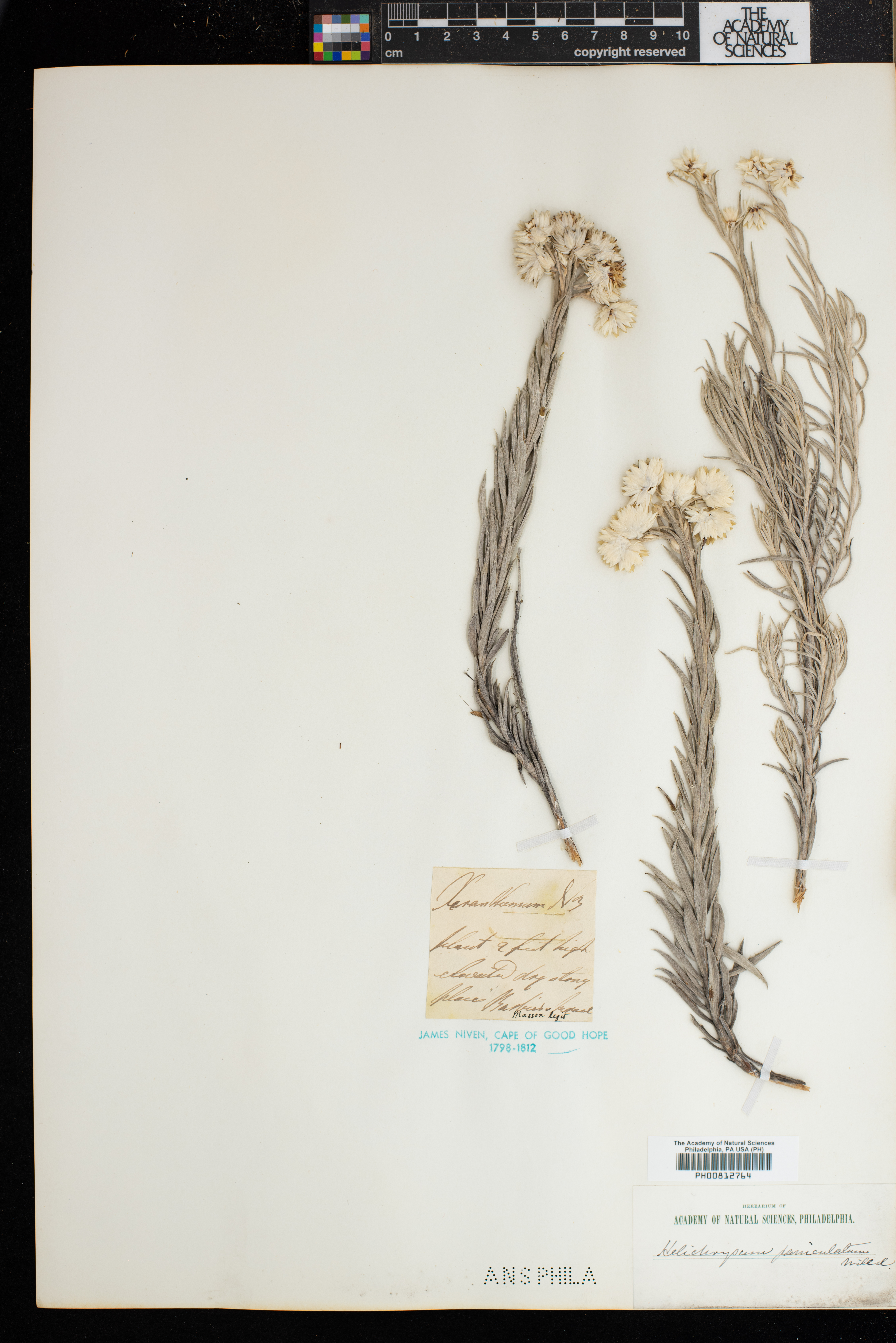 Achyranthemum paniculatum image