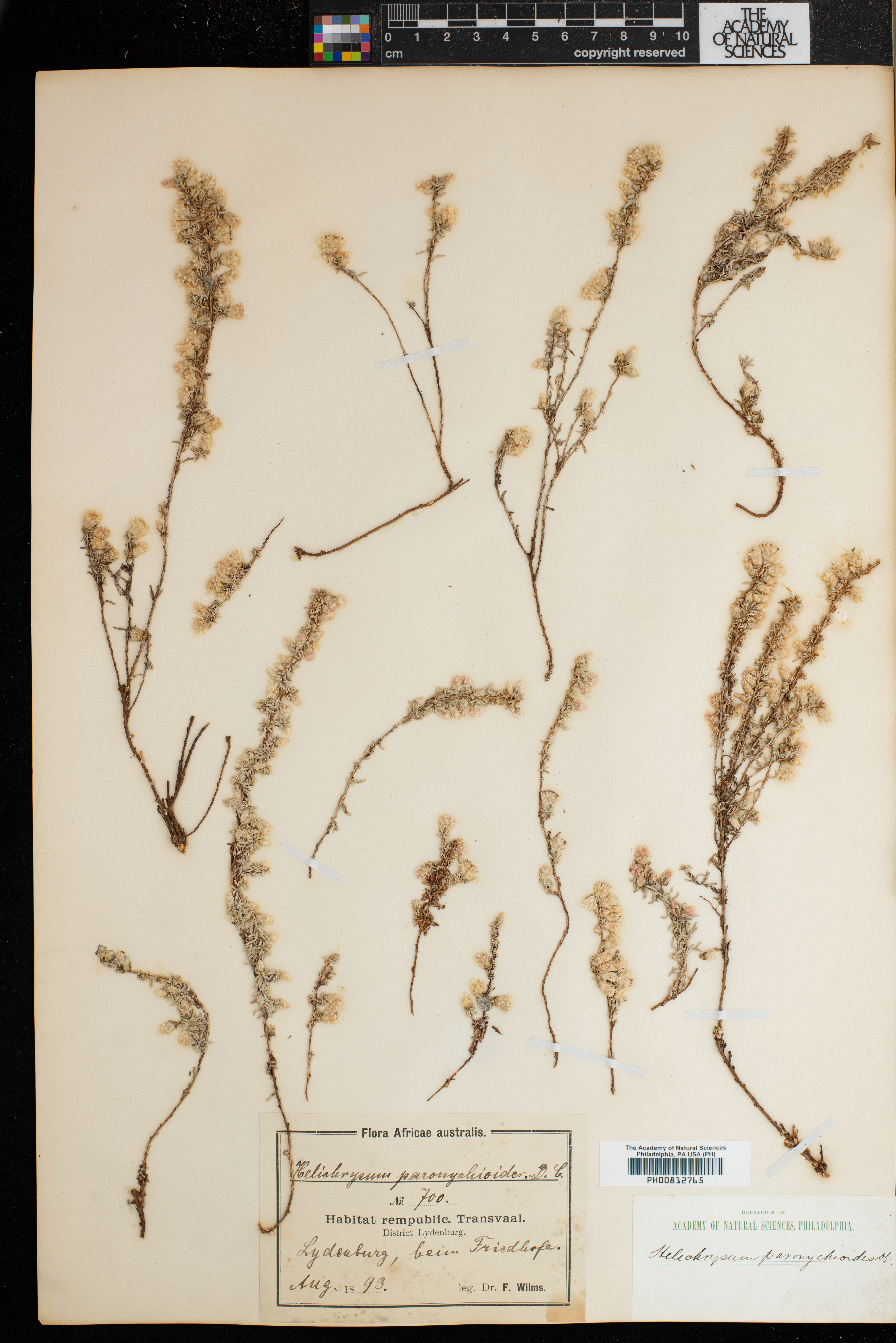 Helichrysum paronychioides image