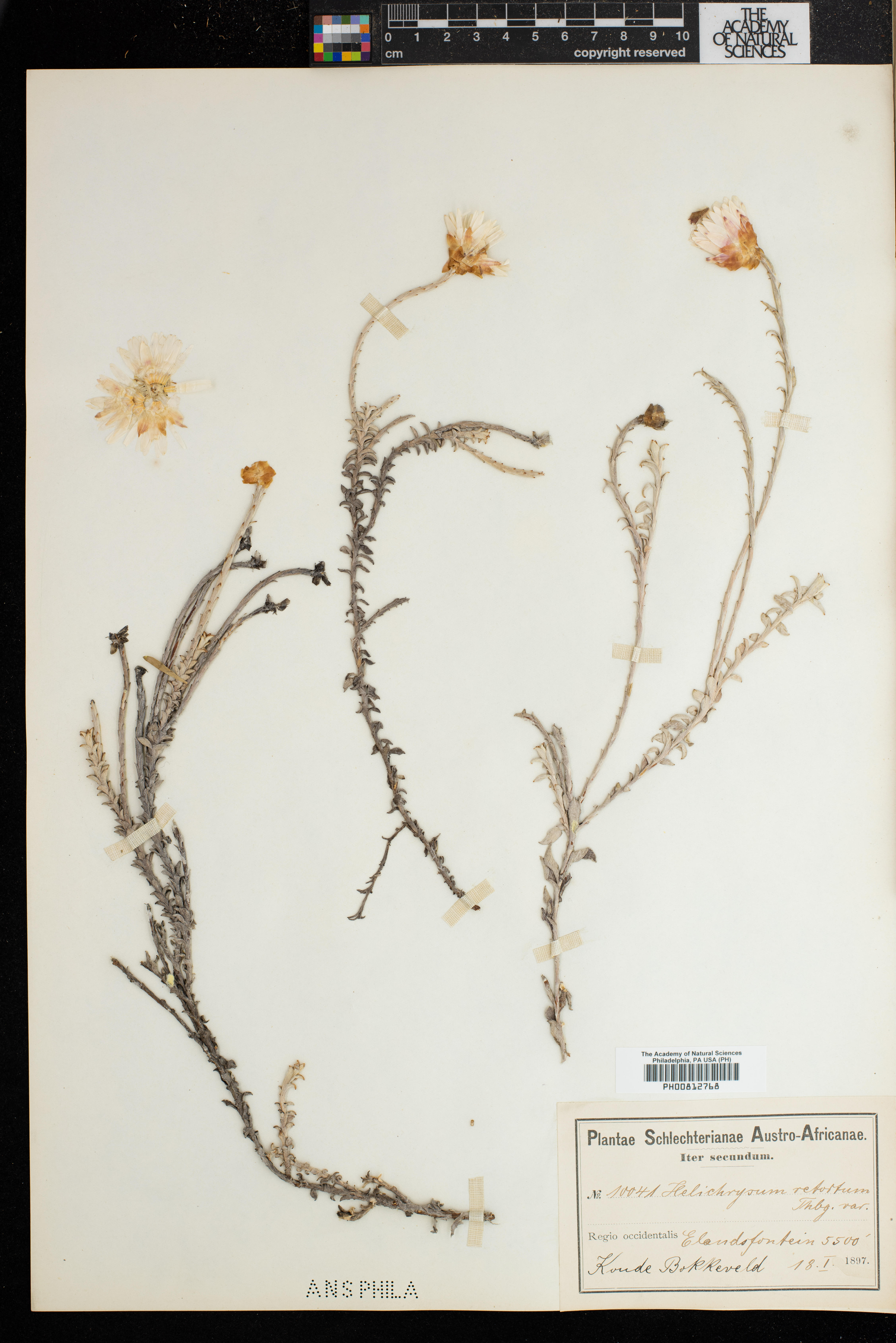 Helichrysum retortum image