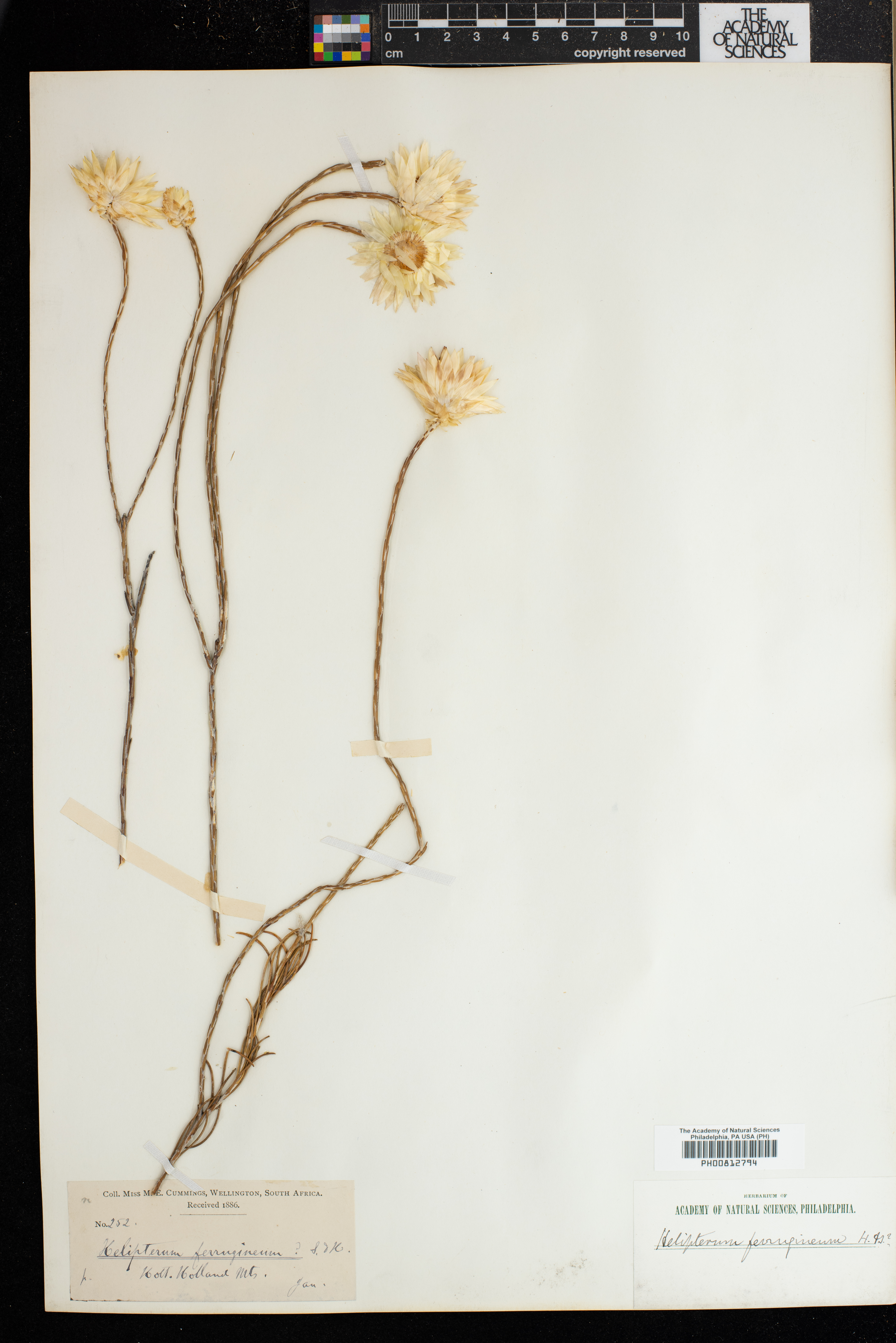 Helichrysum herbaceum image