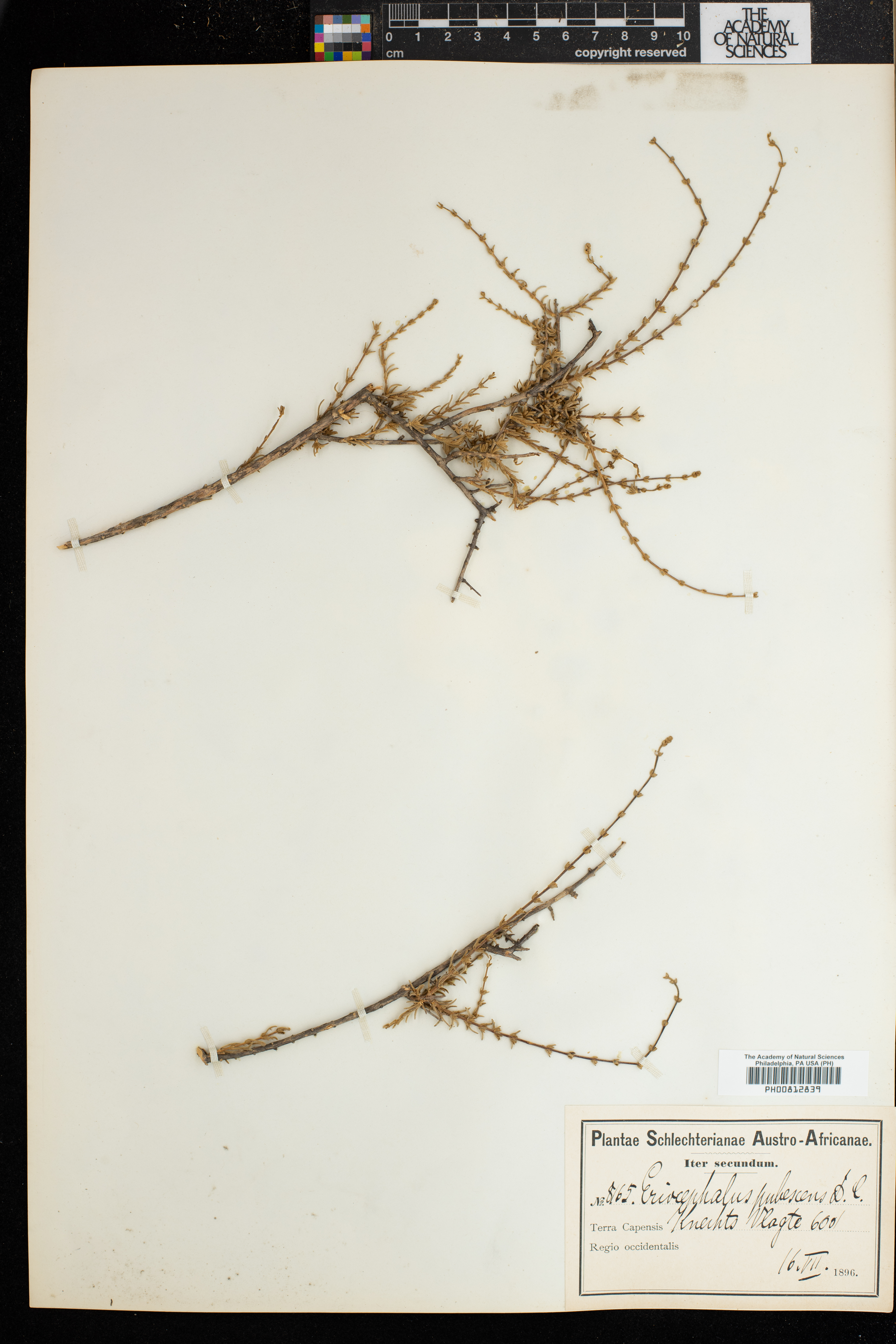 Eriocephalus microphyllus var. pubescens image