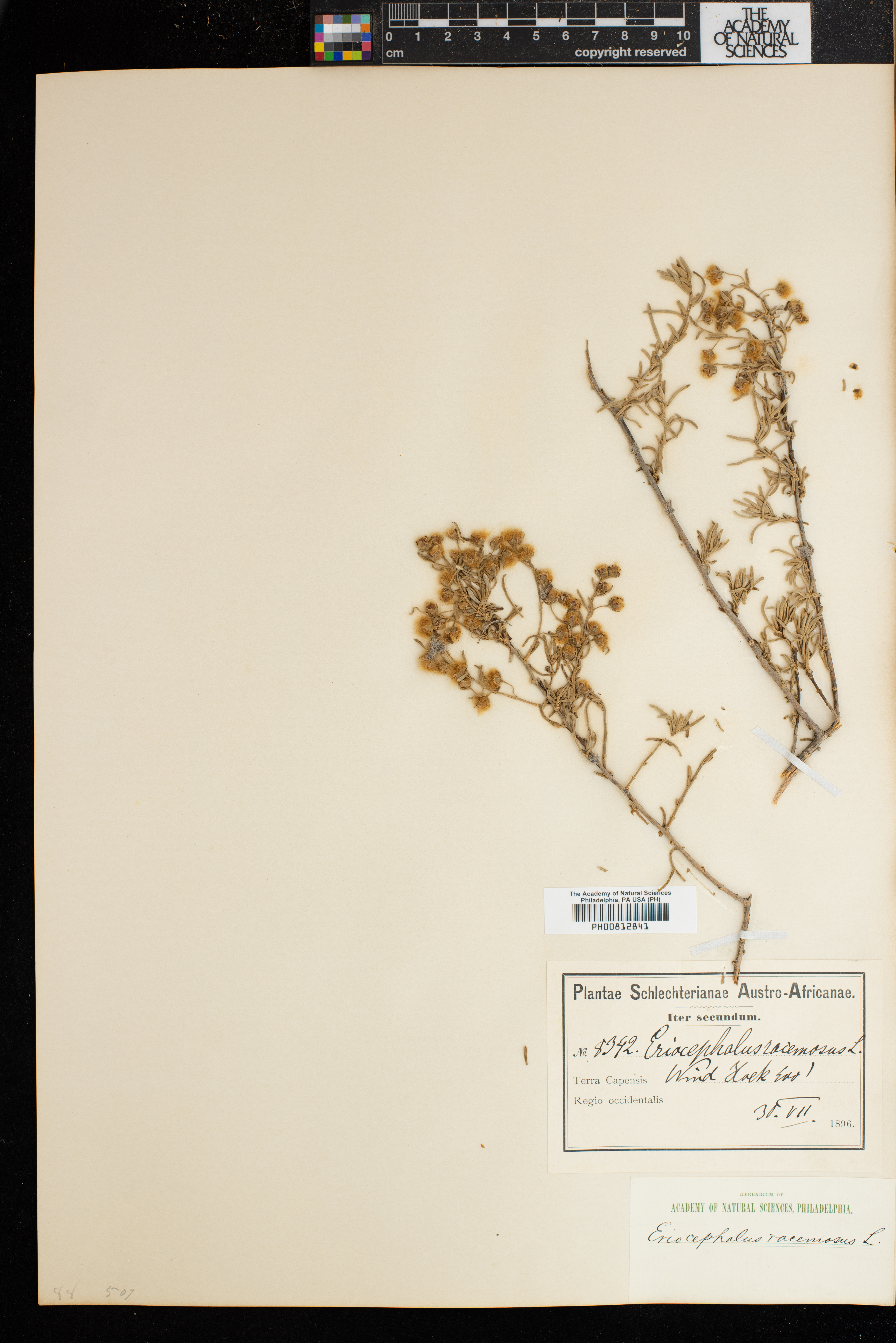 Eriocephalus racemosus image
