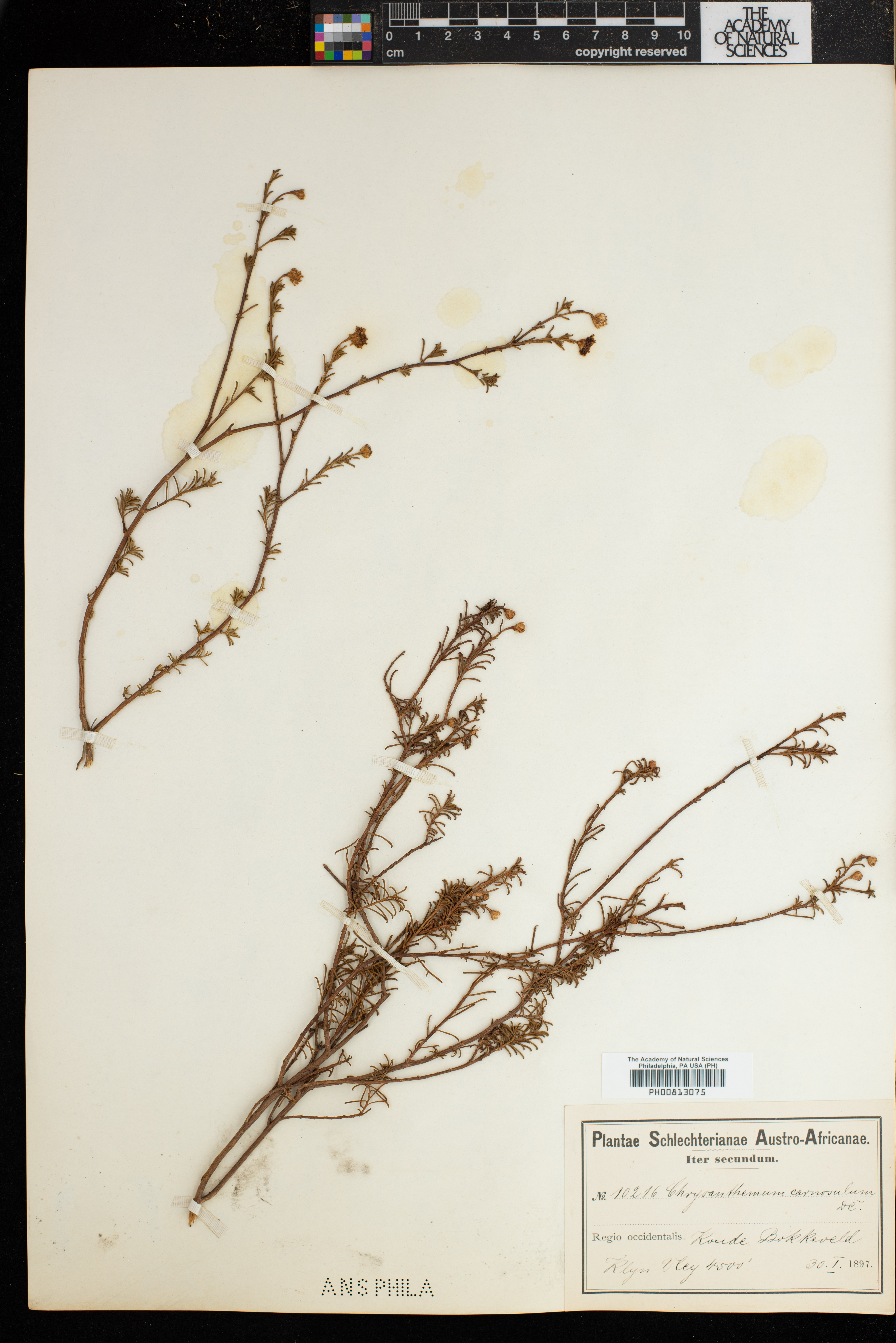 Argyranthemum frutescens subsp. frutescens image