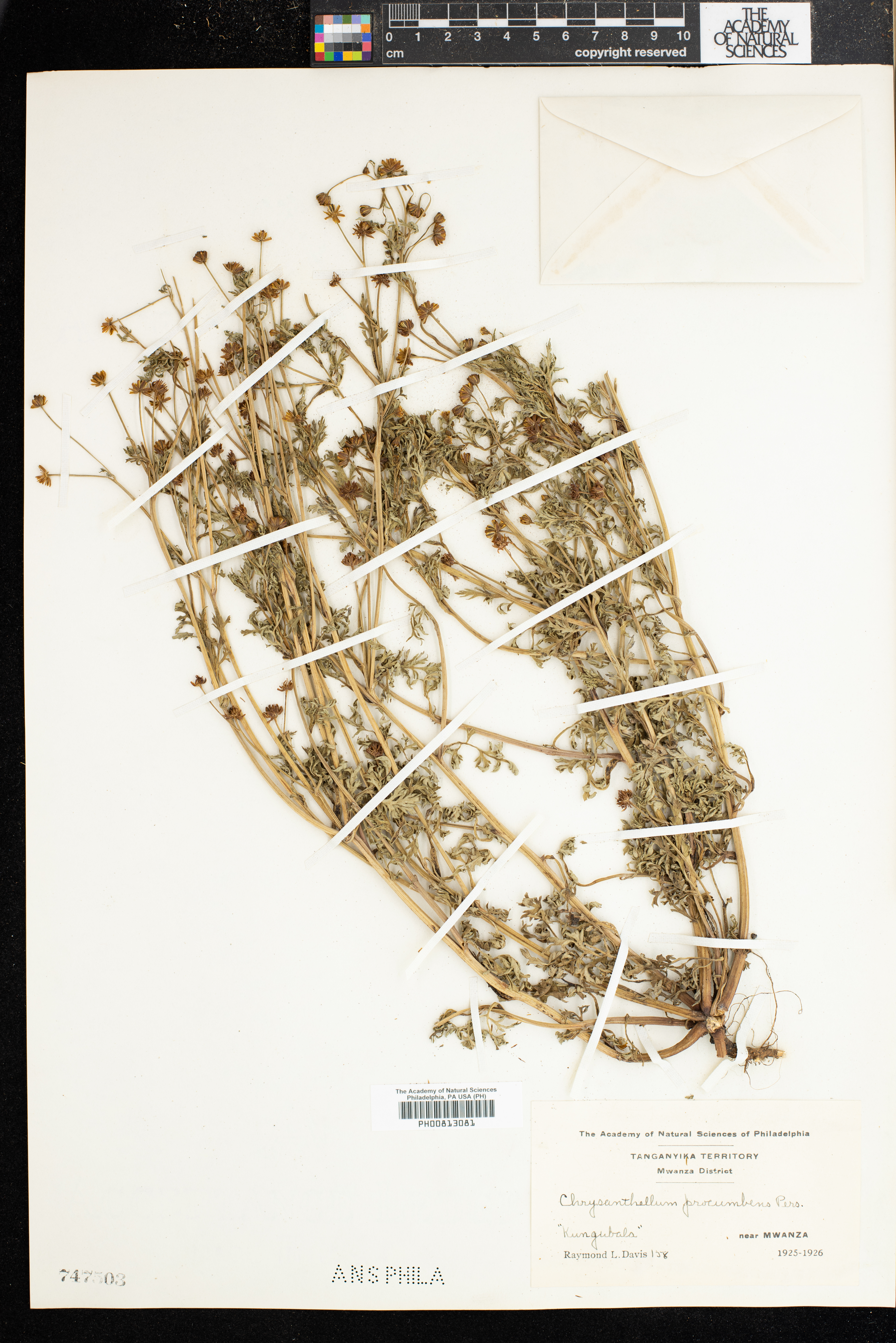 Chrysanthellum americanum image