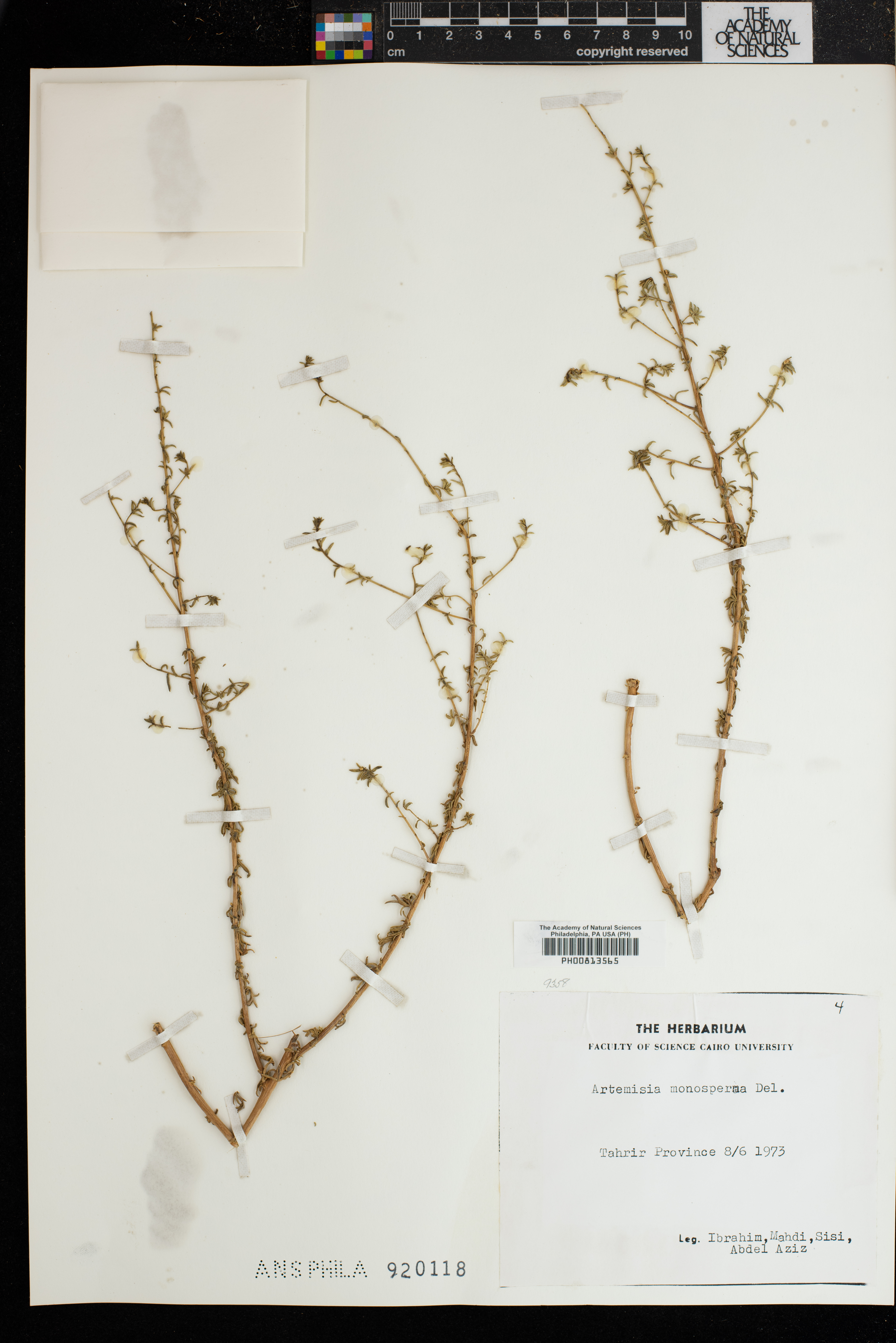 Artemisia monosperma image