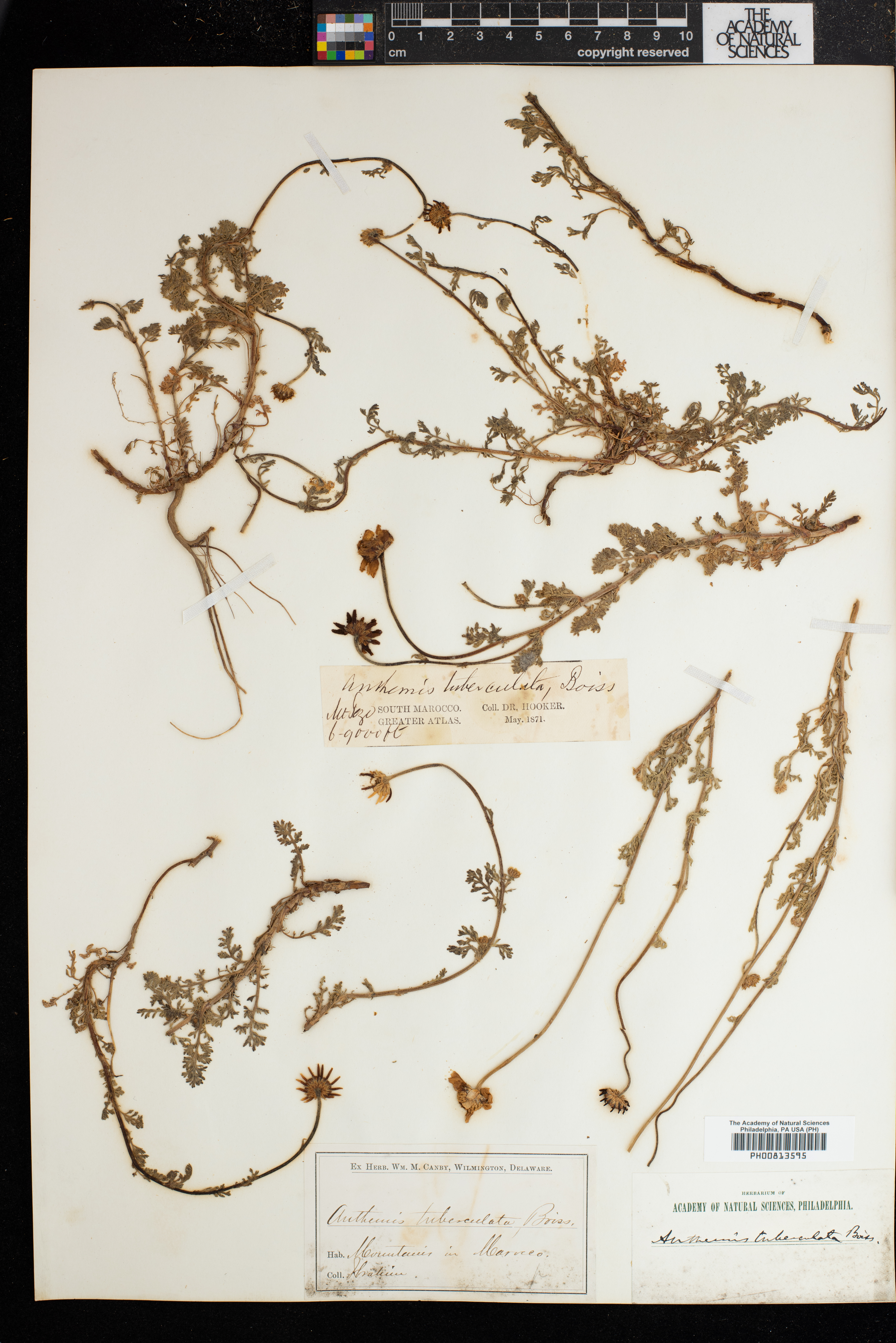Anthemis pedunculata image