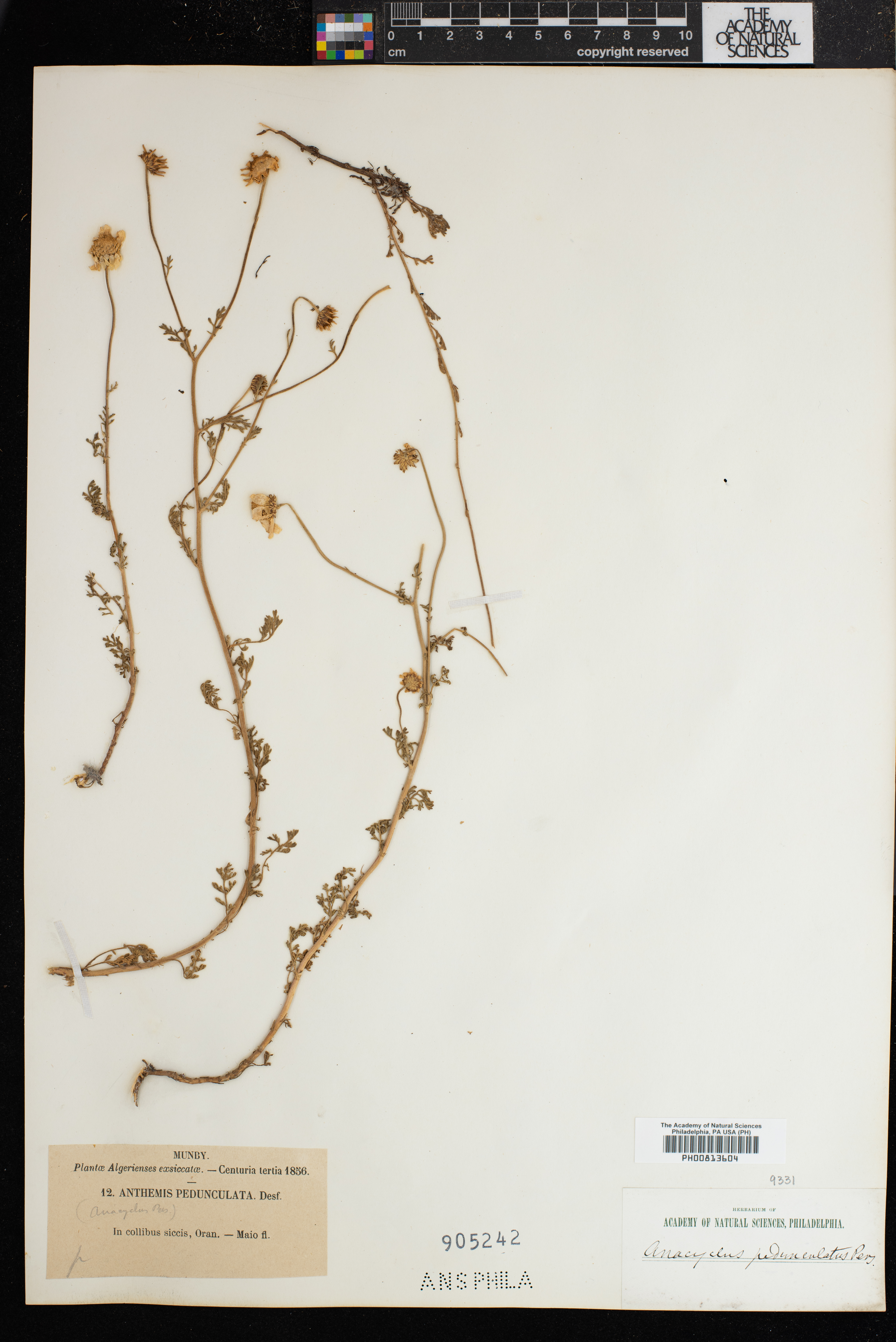 Anthemis pedunculata image
