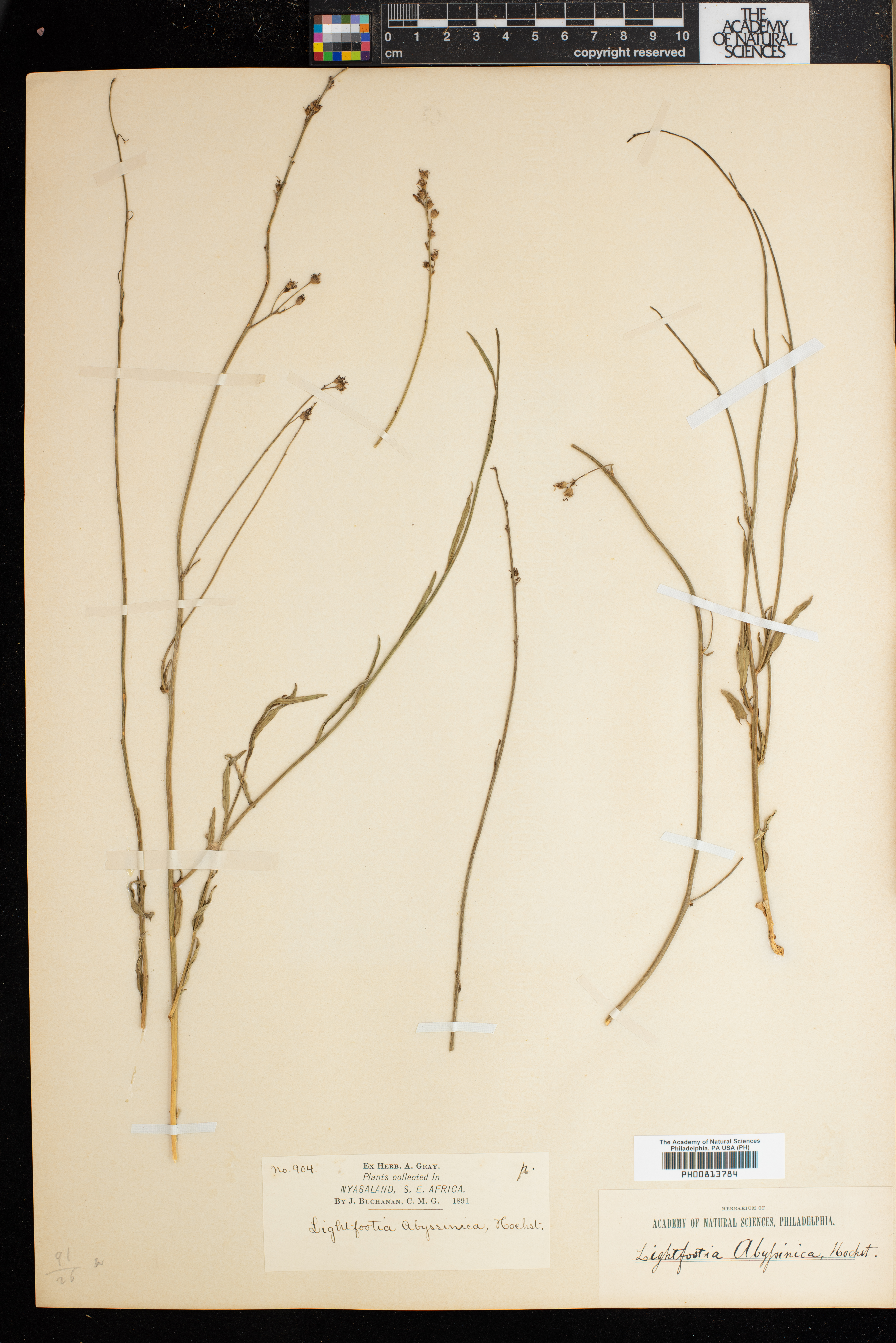 Wahlenbergia abyssinica image