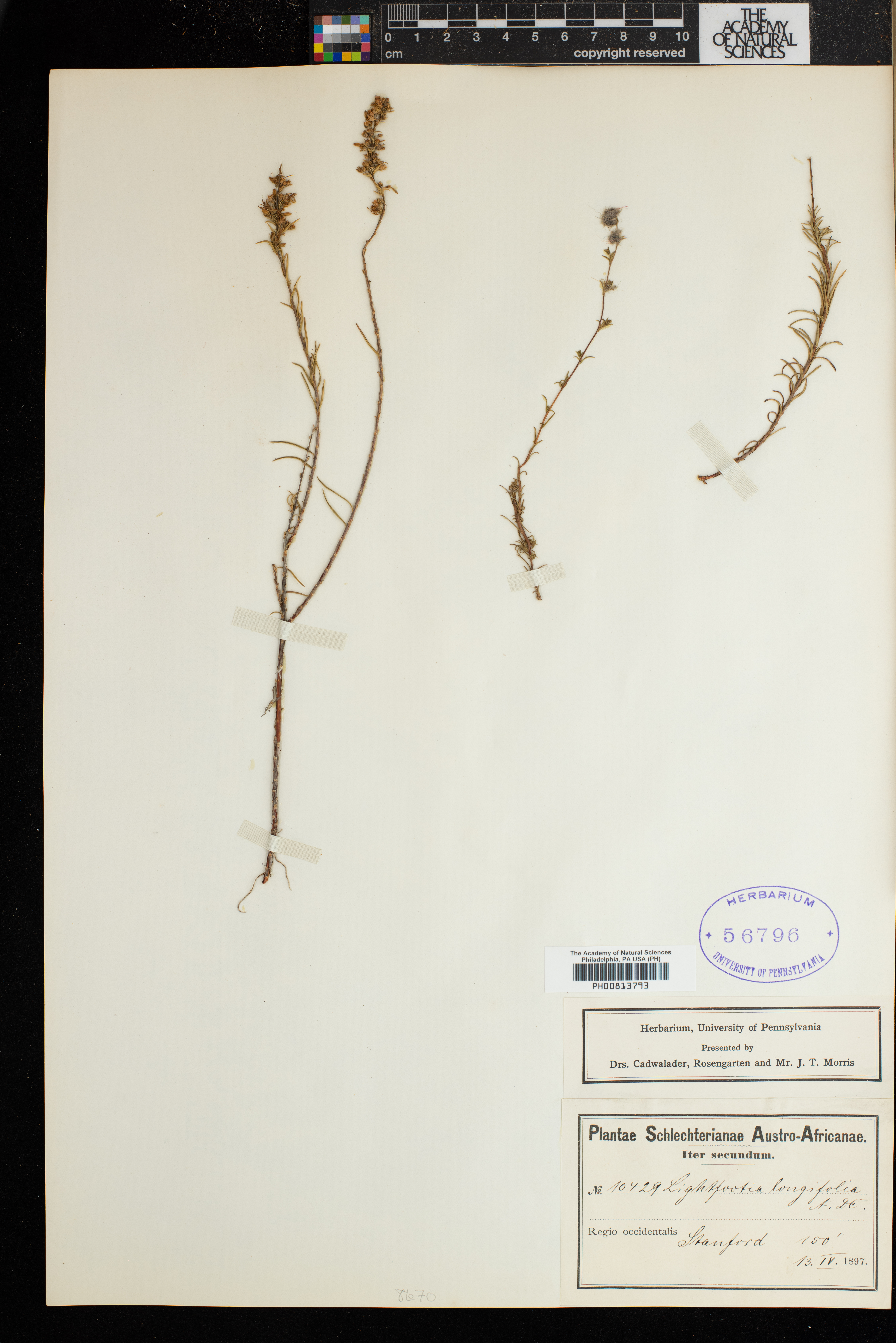 Wahlenbergia longifolia image