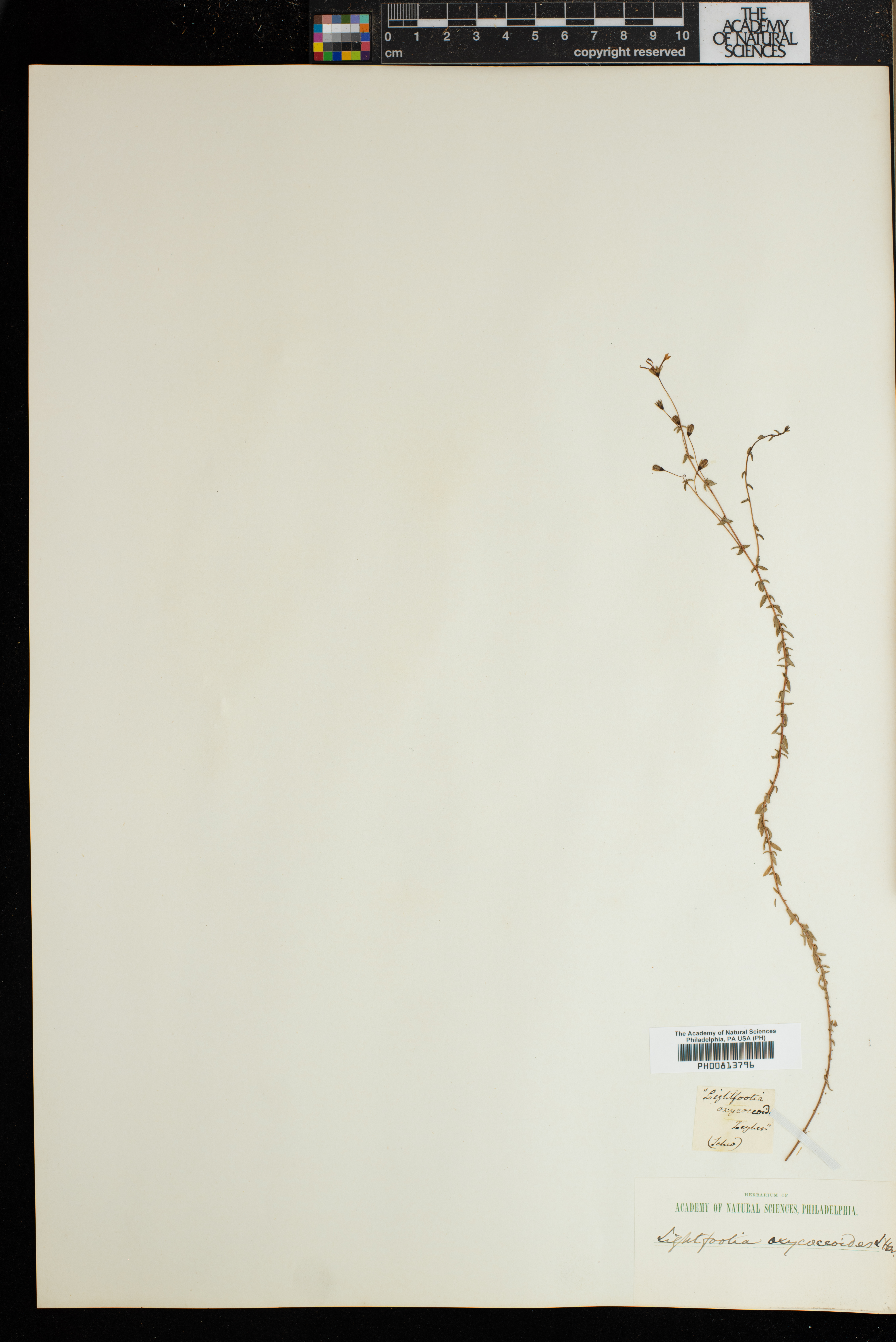 Wahlenbergia parvifolia image