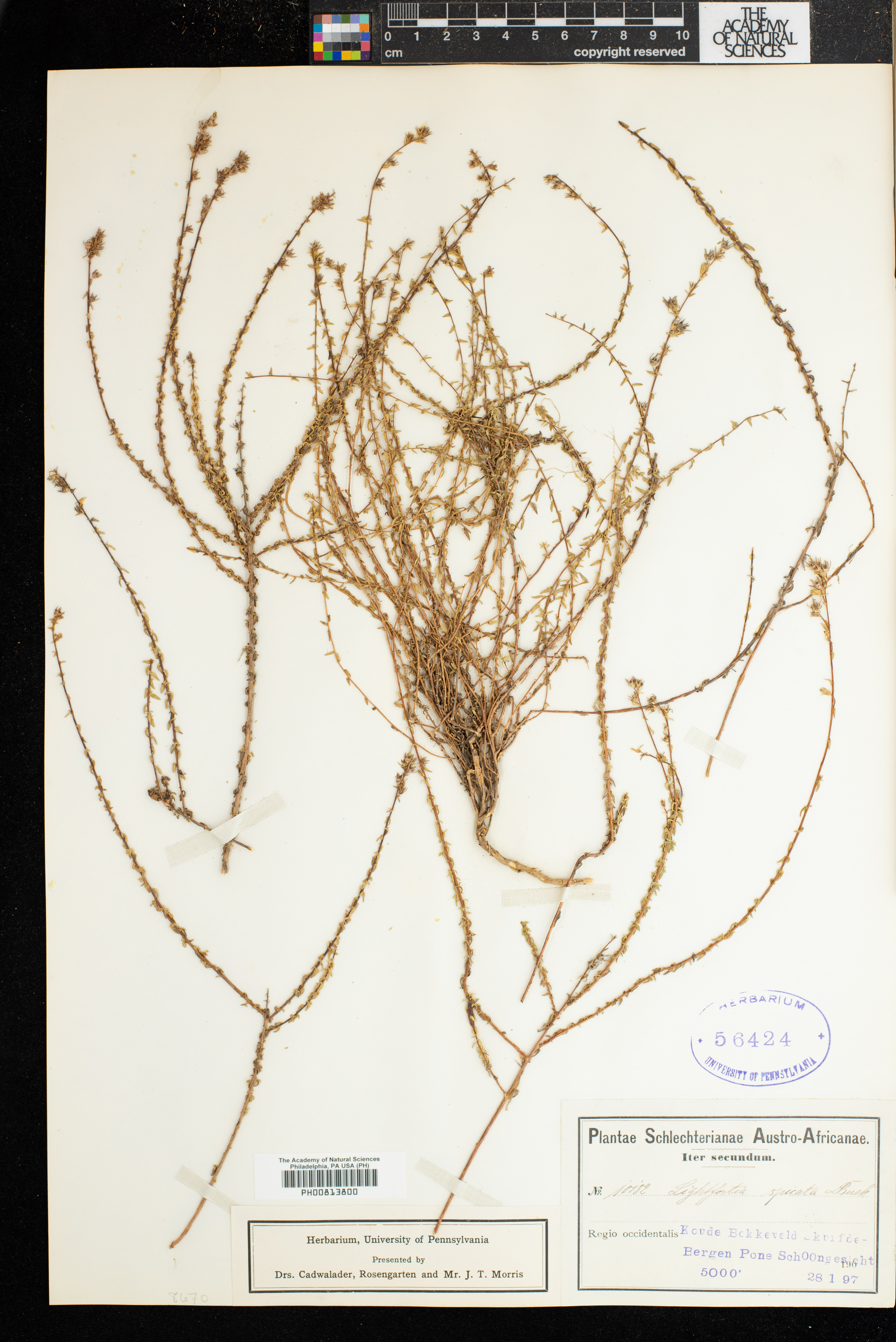 Wahlenbergia macrostachys image