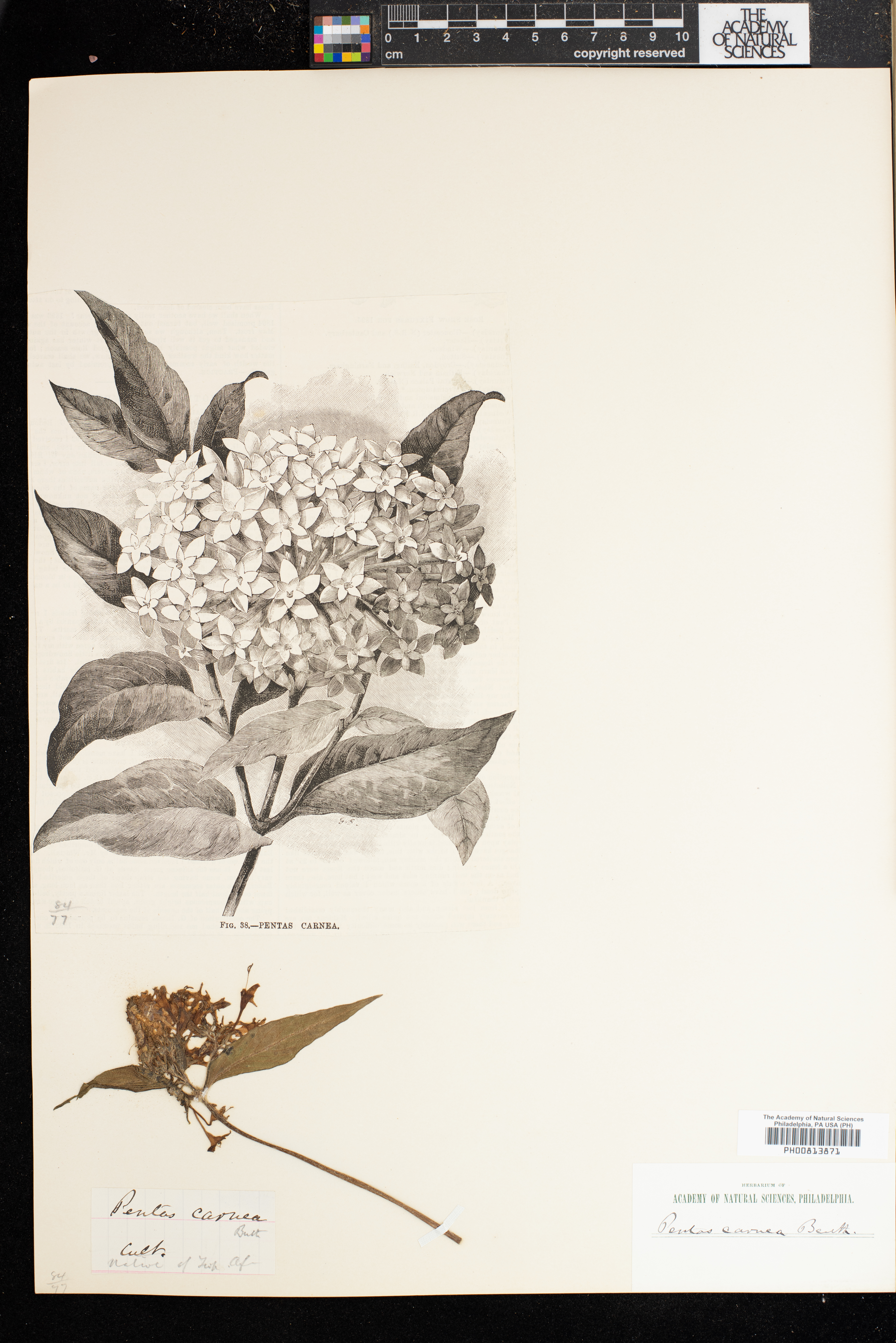 Pentas lanceolata subsp. cymosa image