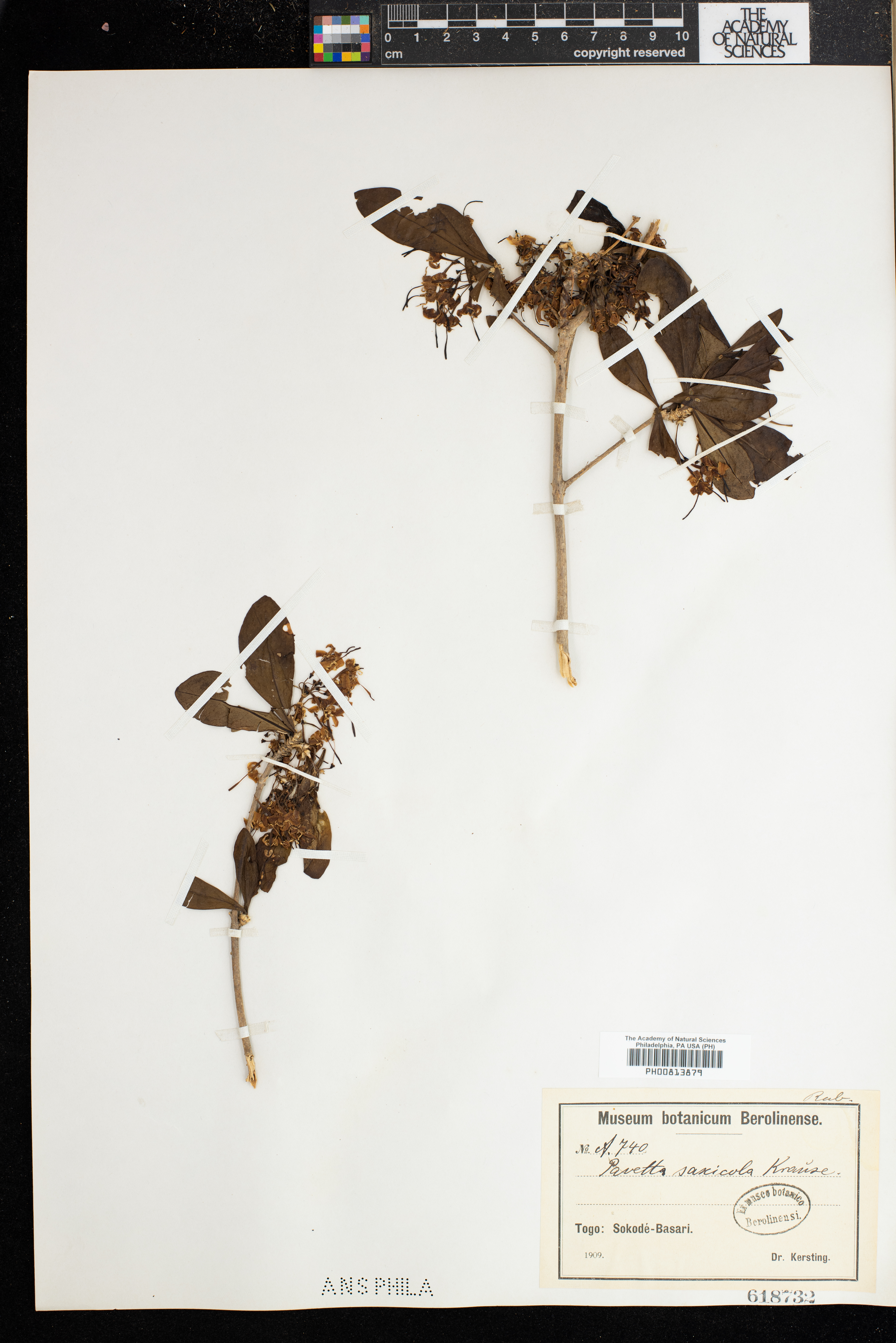 Pavetta gardeniifolia var. gardeniifolia image