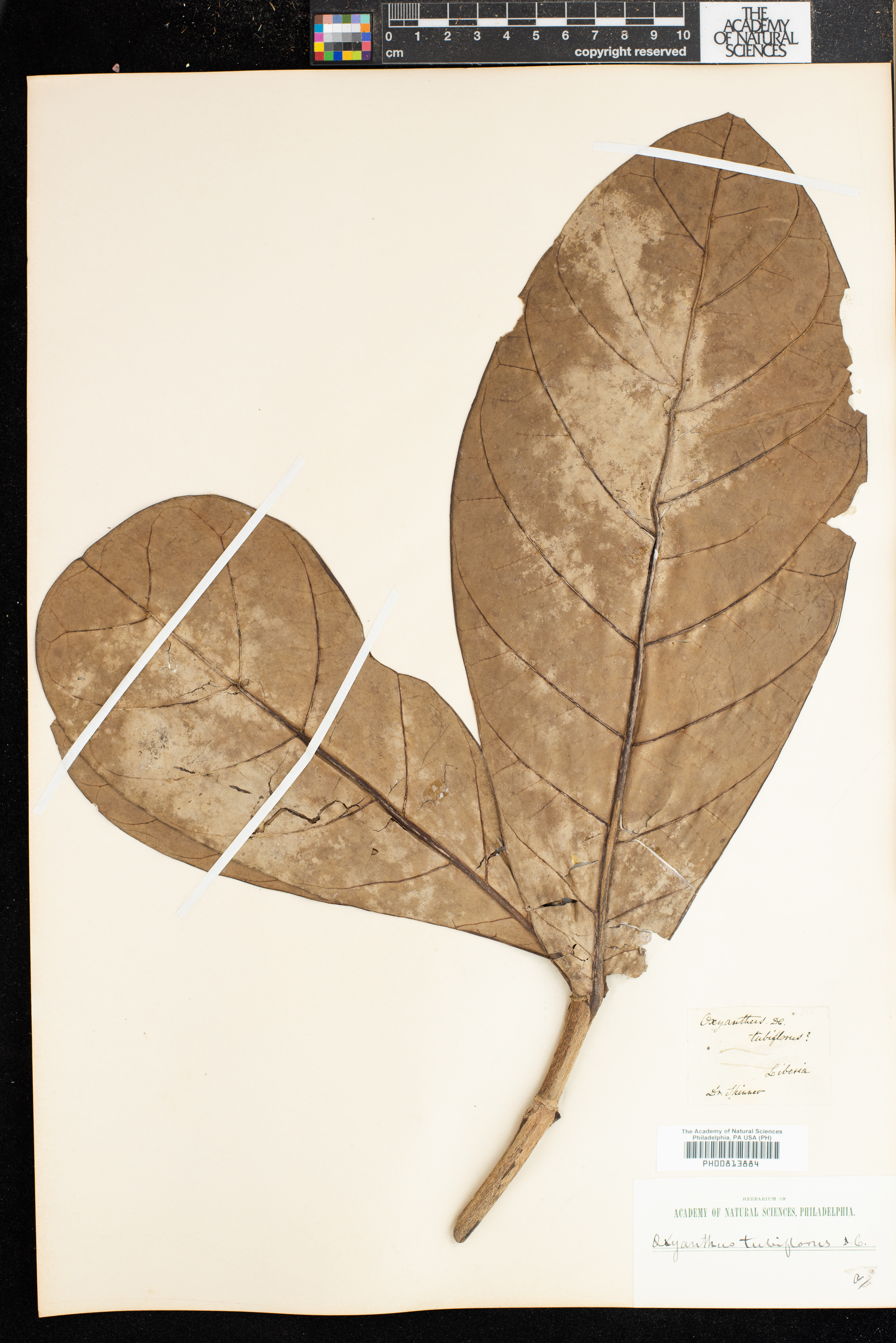 Oxyanthus tubiflorus image