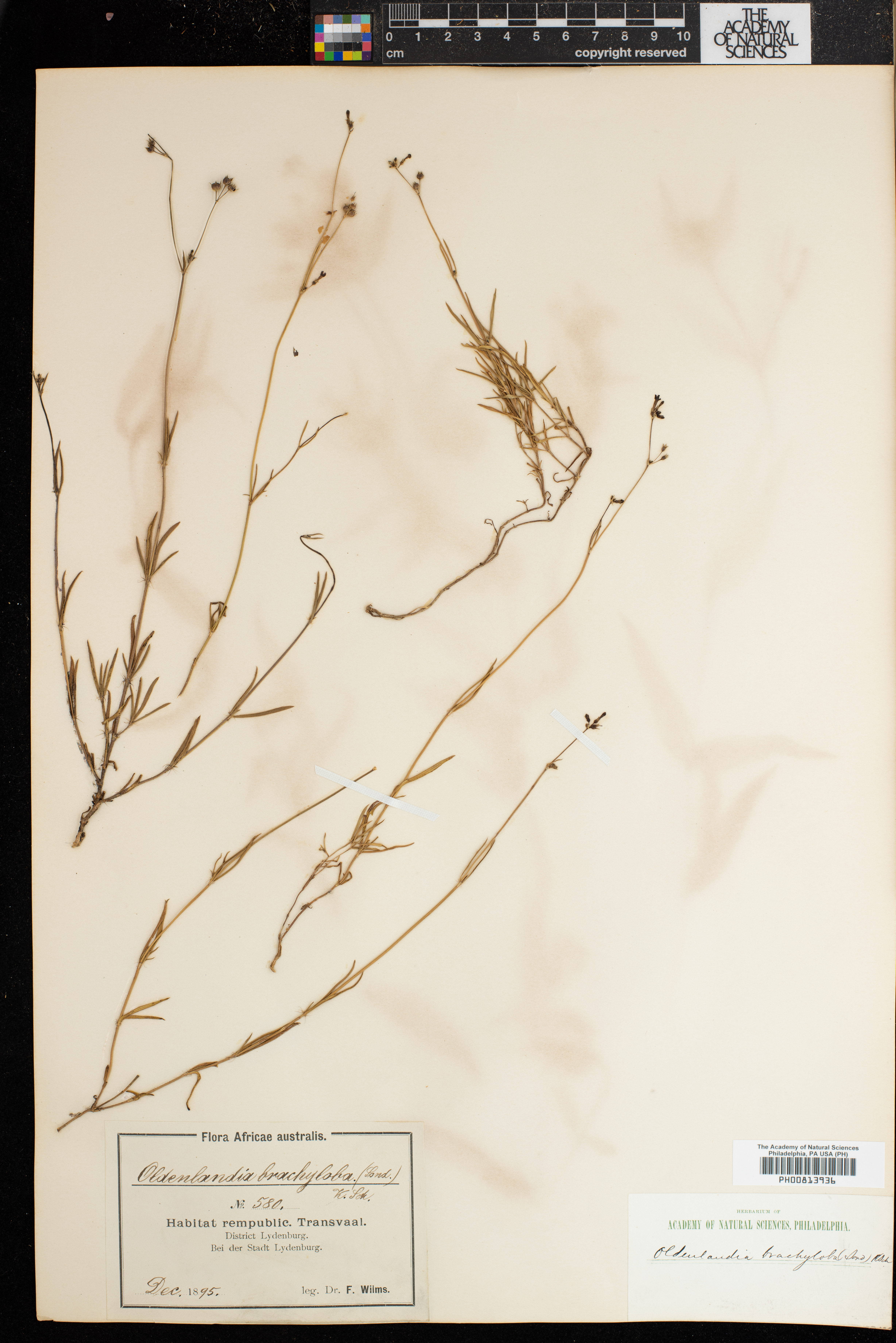Kohautia caespitosa subsp. brachyloba image