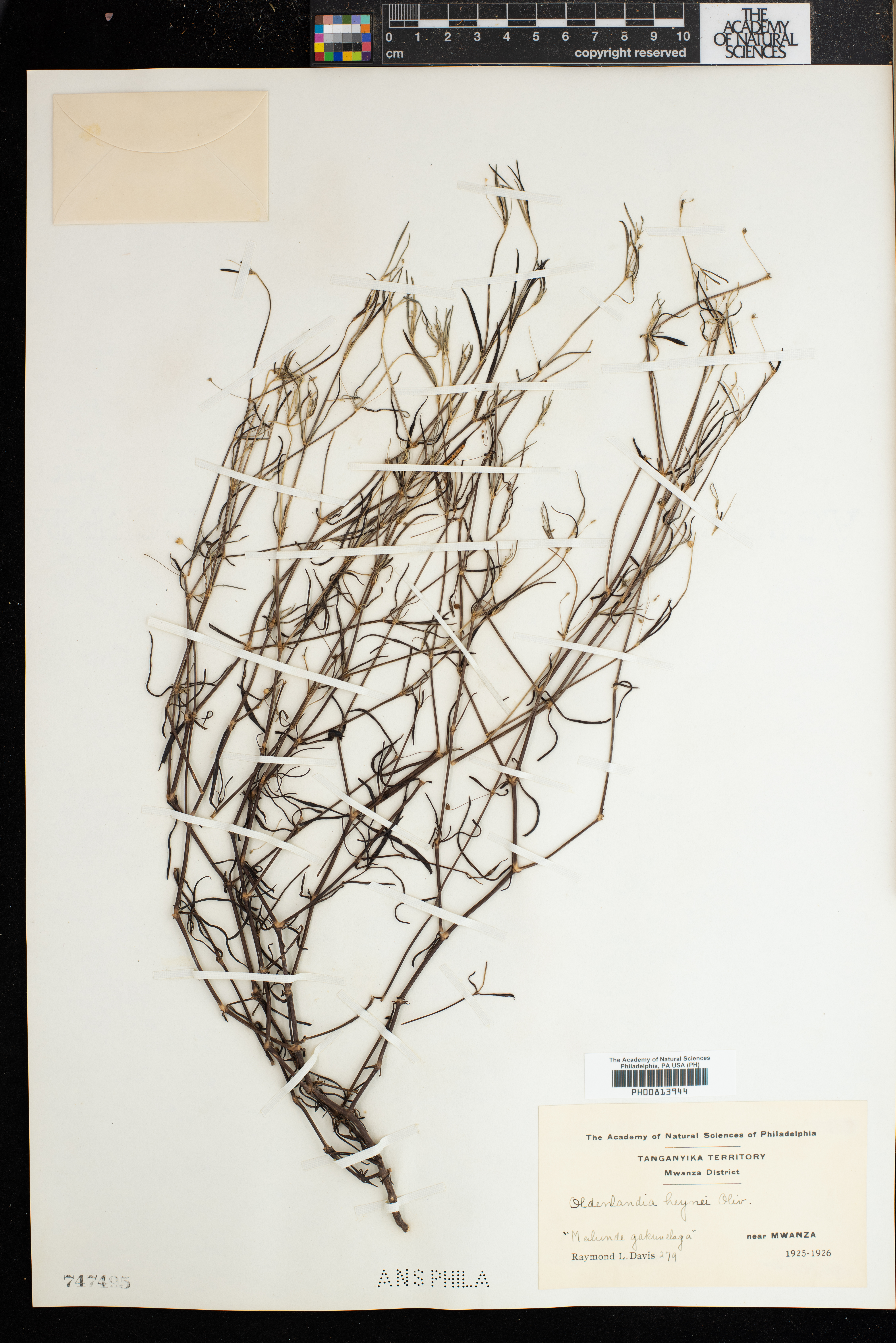 Oldenlandia herbacea var. herbacea image