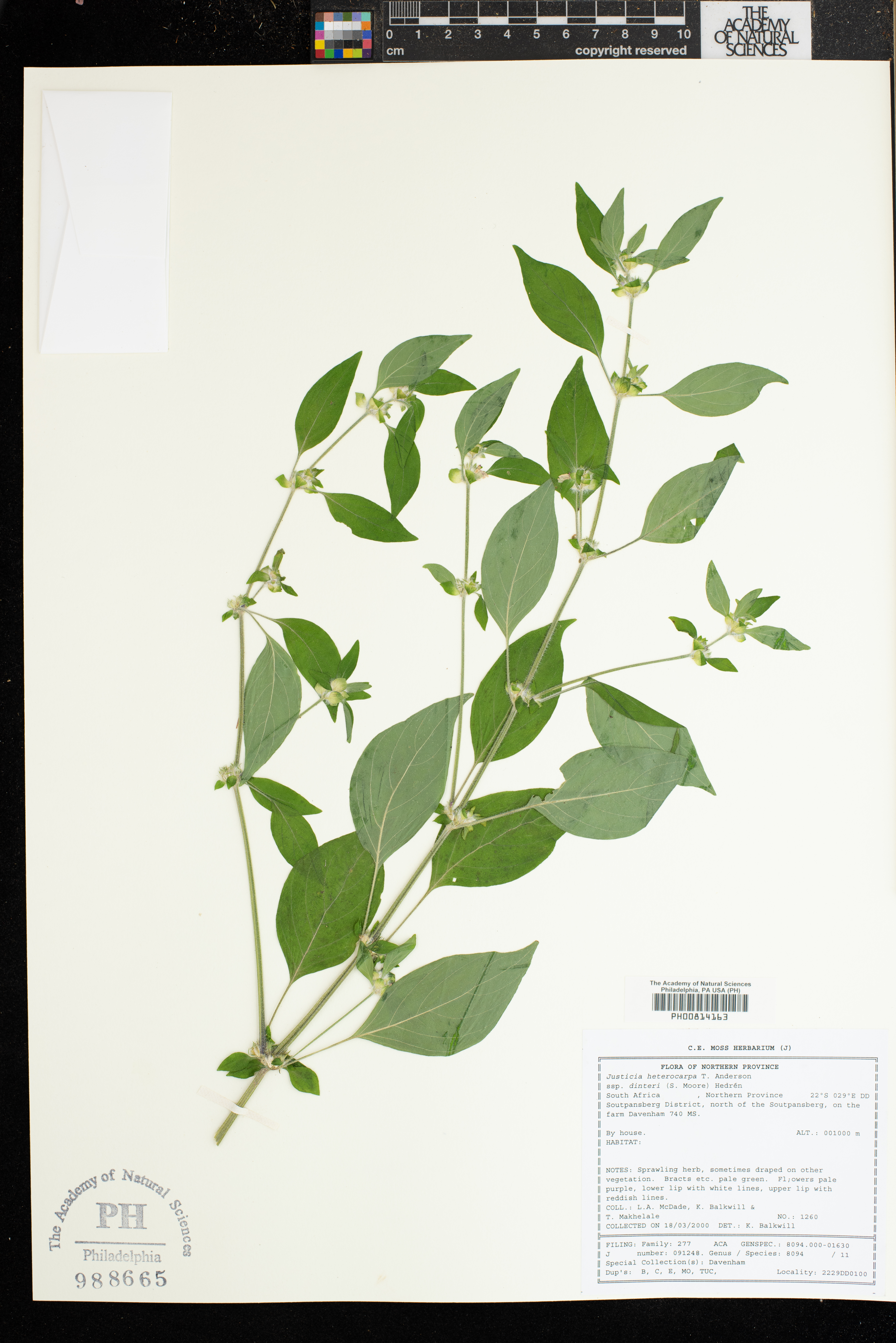 Justicia heterocarpa subsp. dinteri image