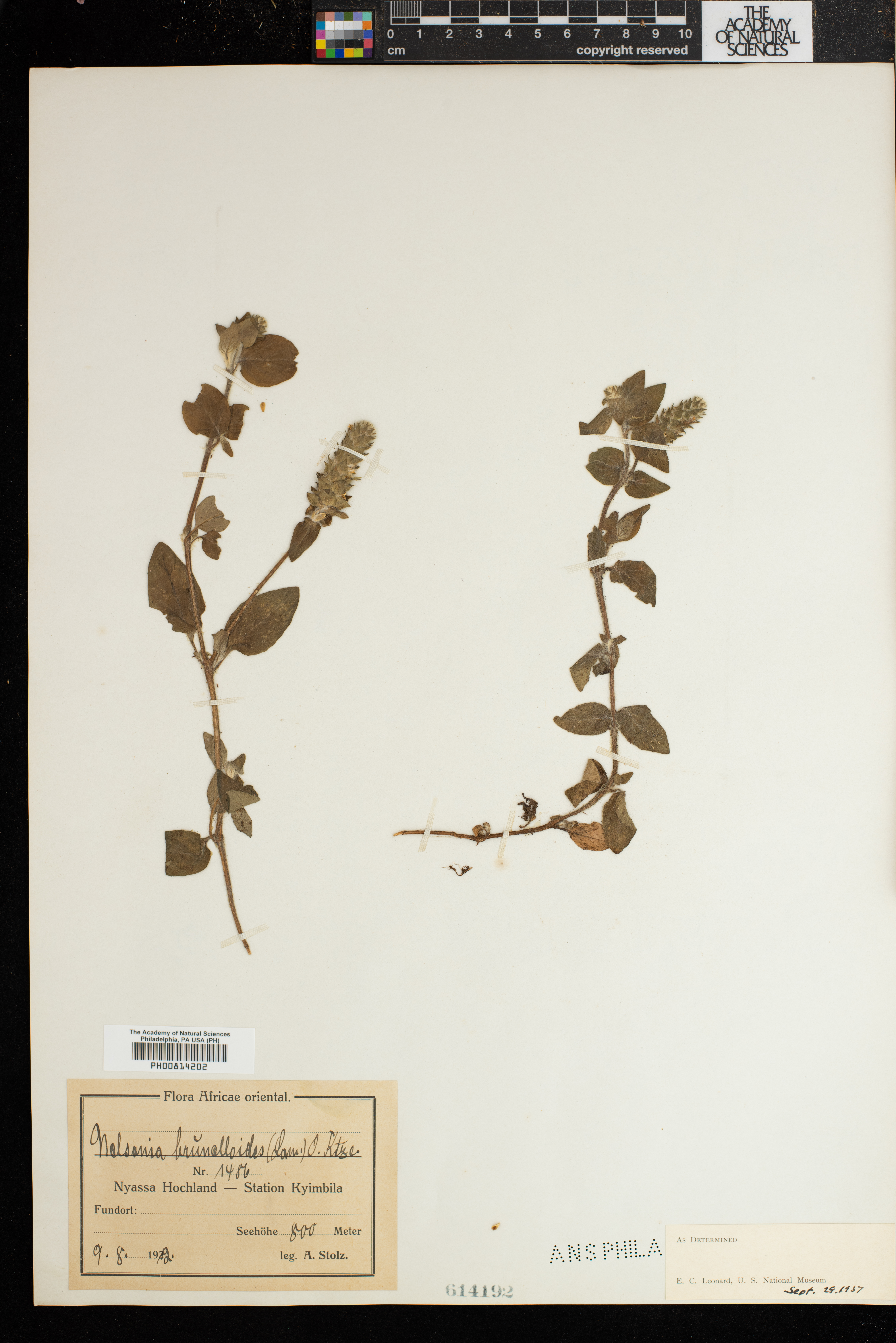 Nelsonia brunelloides image