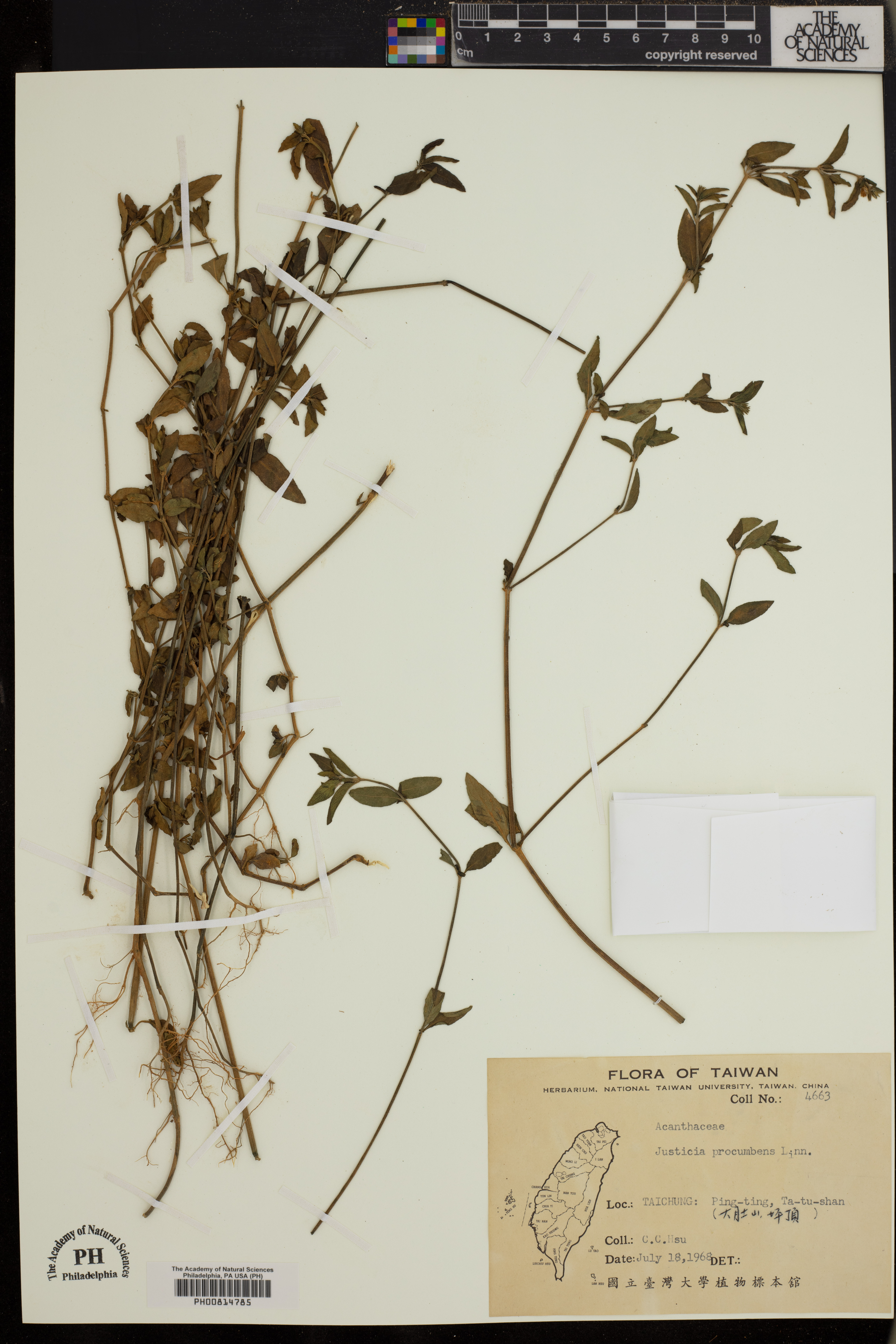 Rostellularia procumbens image