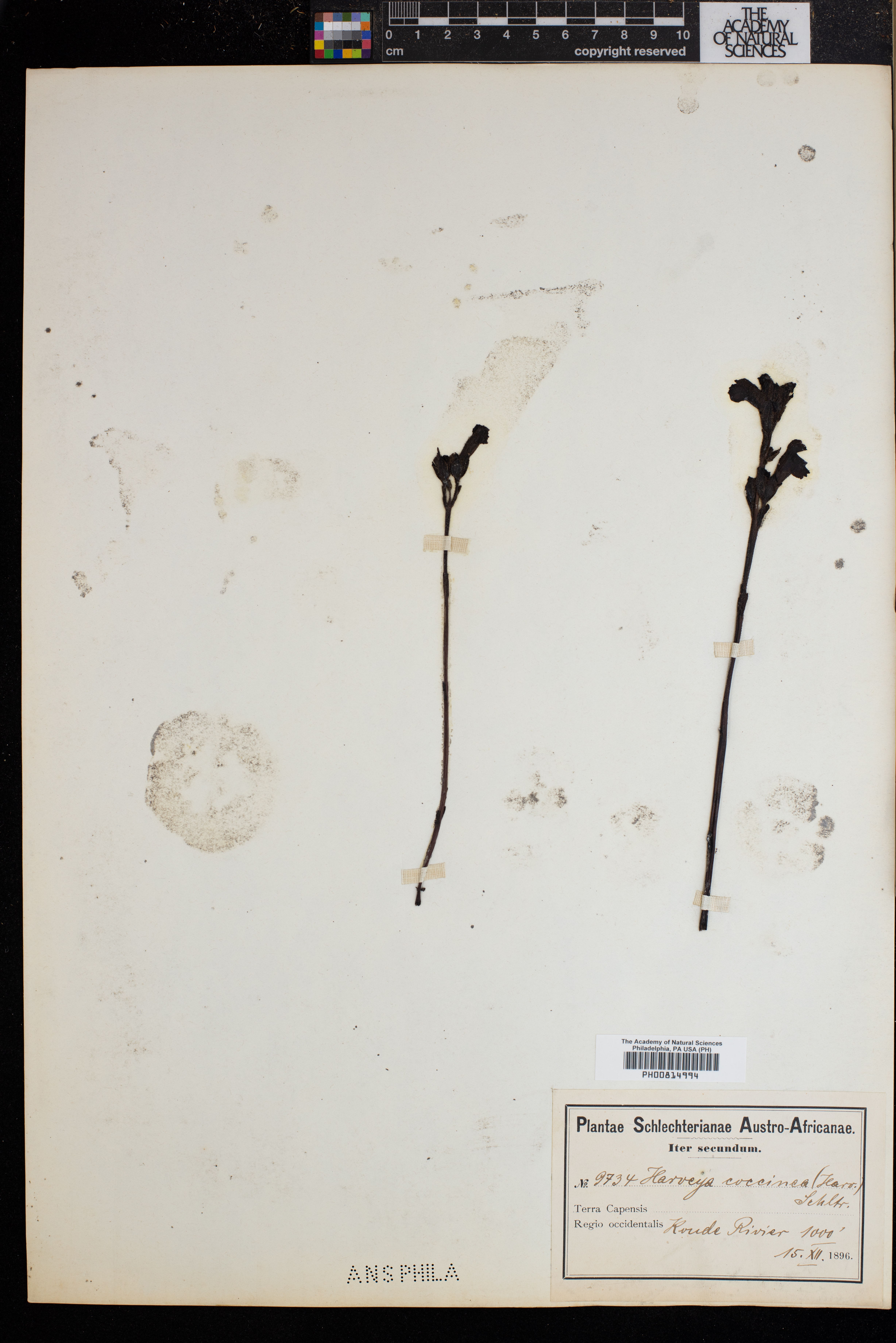 Harveya pauciflora image