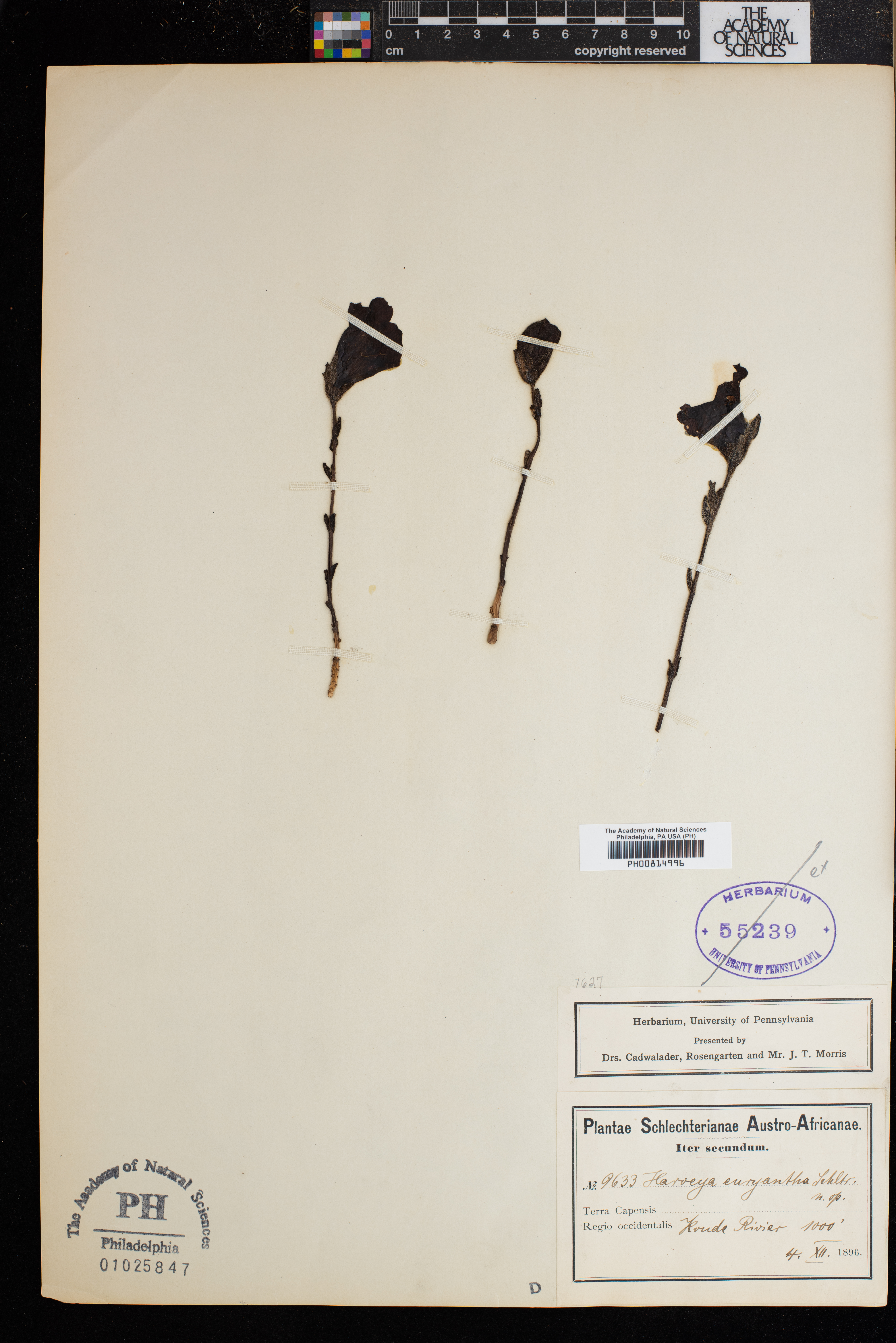 Harveya purpurea subsp. euryantha image