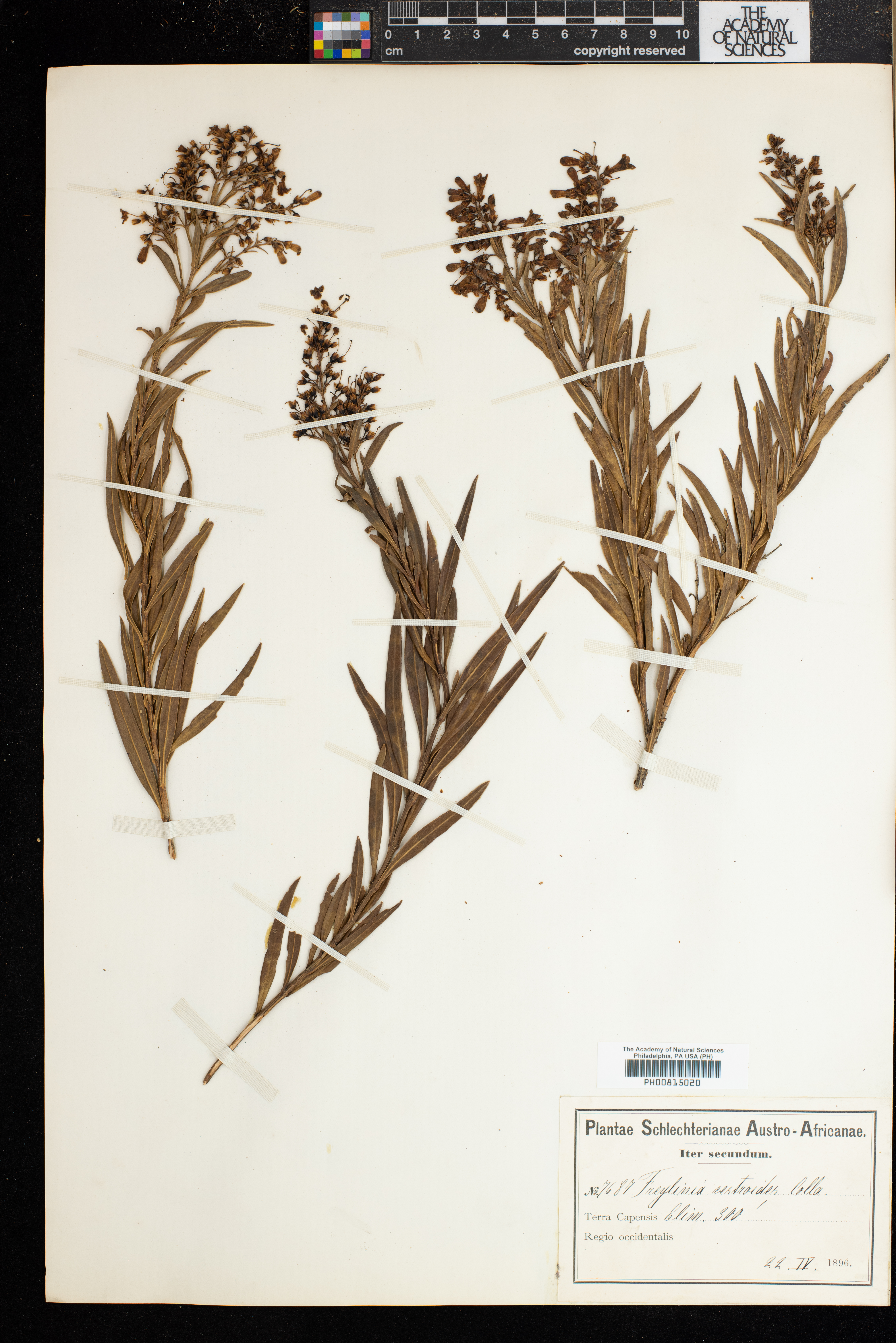 Freylinia lanceolata image