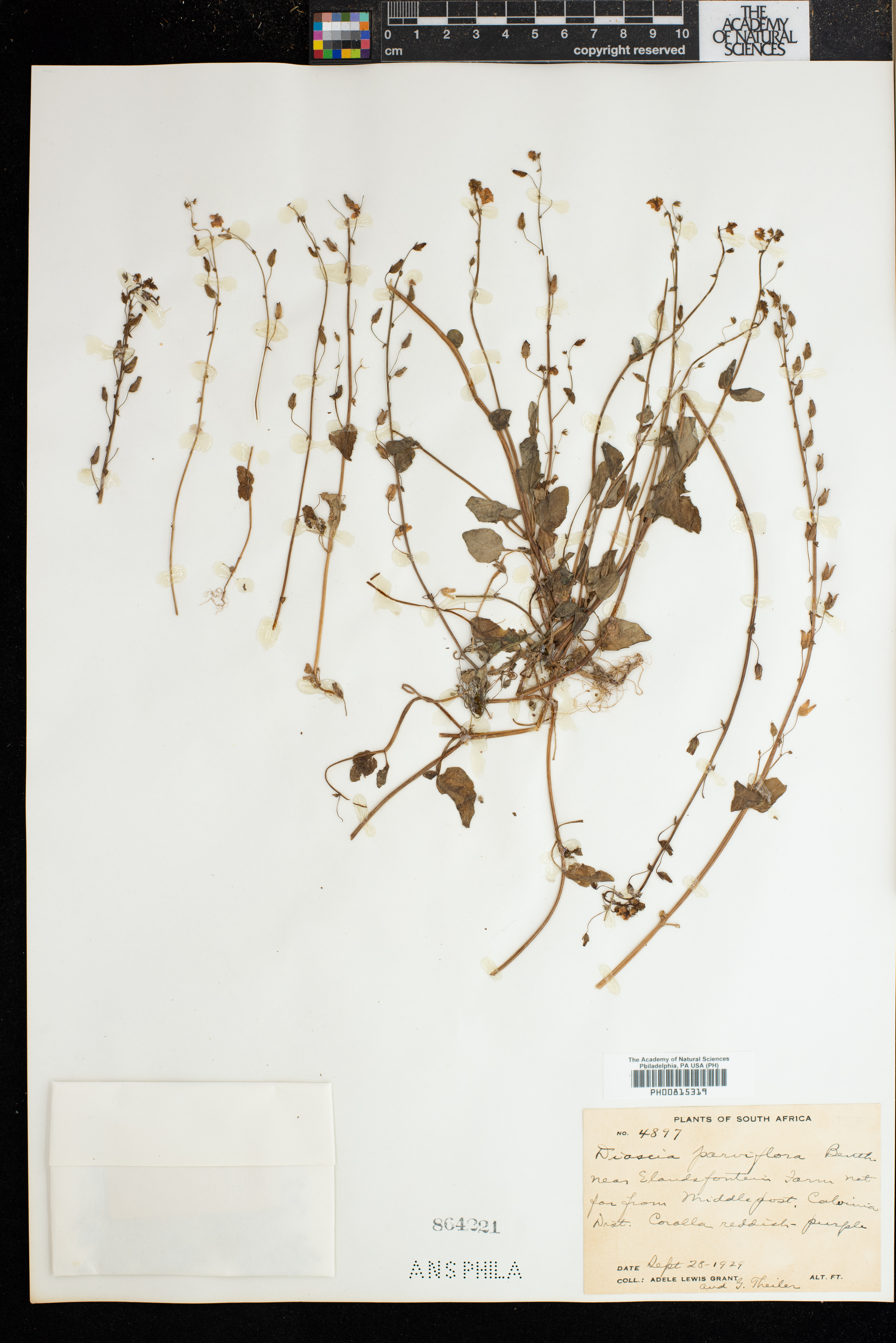 Diascia parviflora image