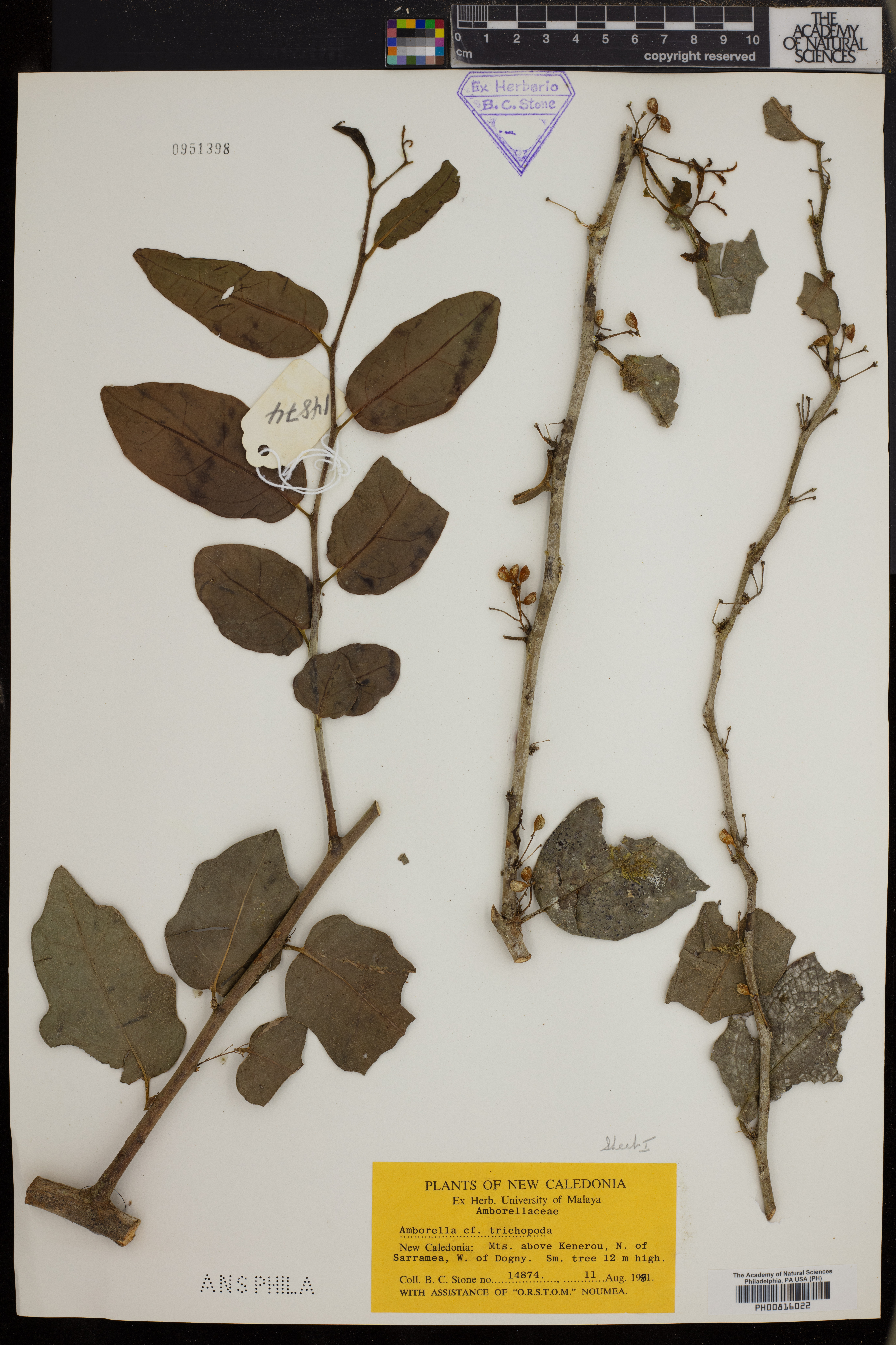 Amborellaceae image