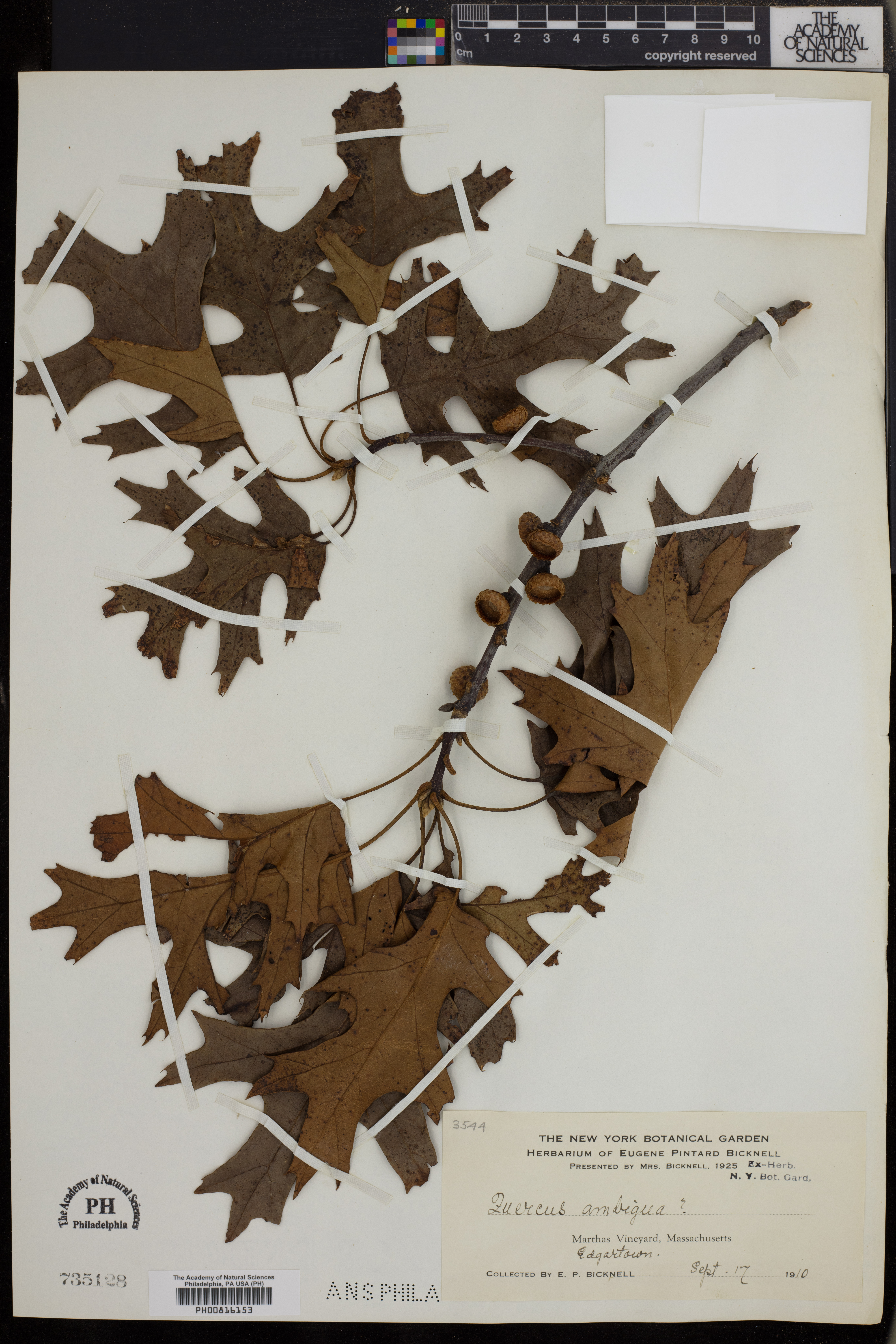Quercus ambigua image
